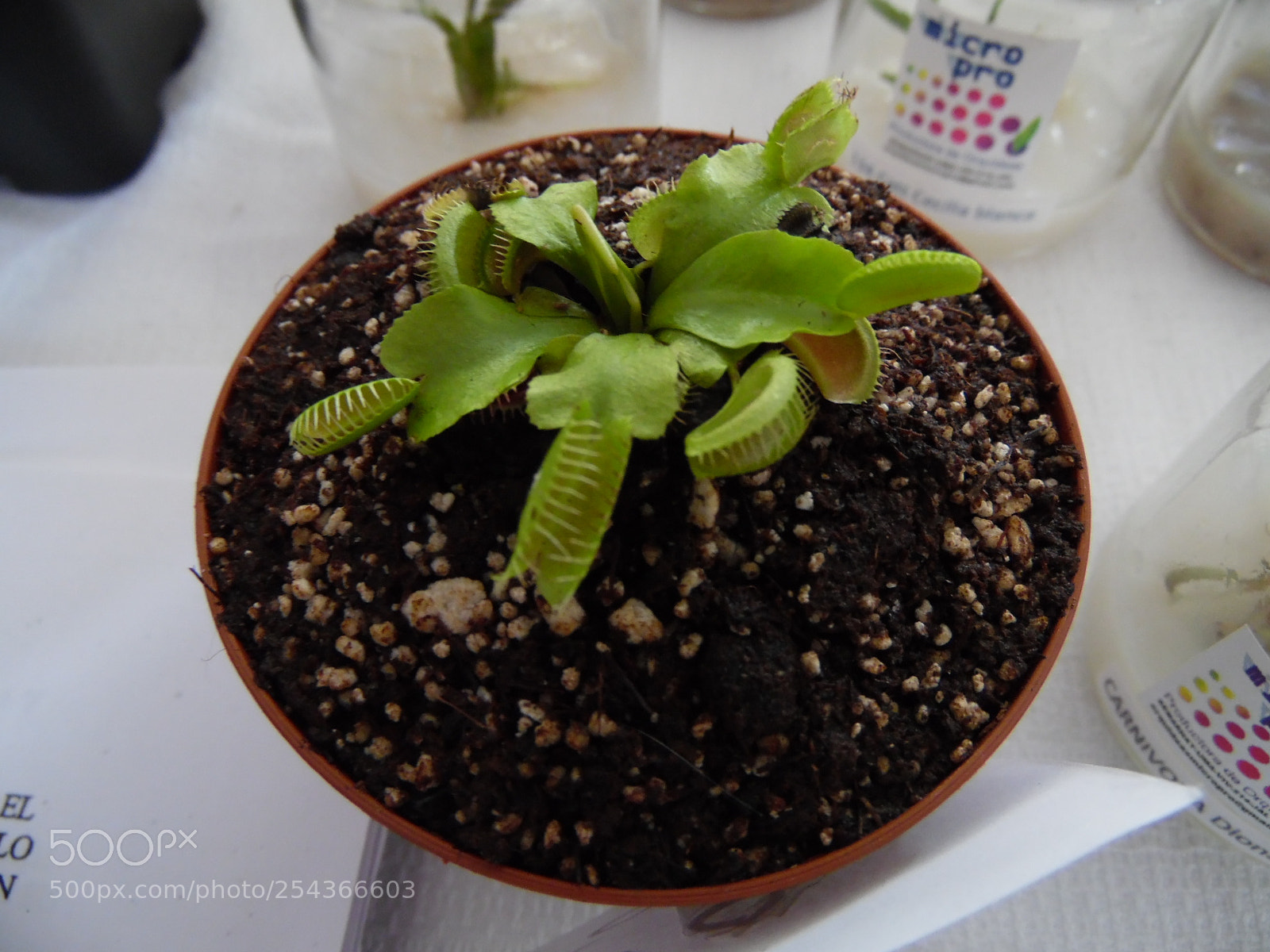 Samsung WB1100F/WB1101F/WB1102F sample photo. Dionaea muscipula photography
