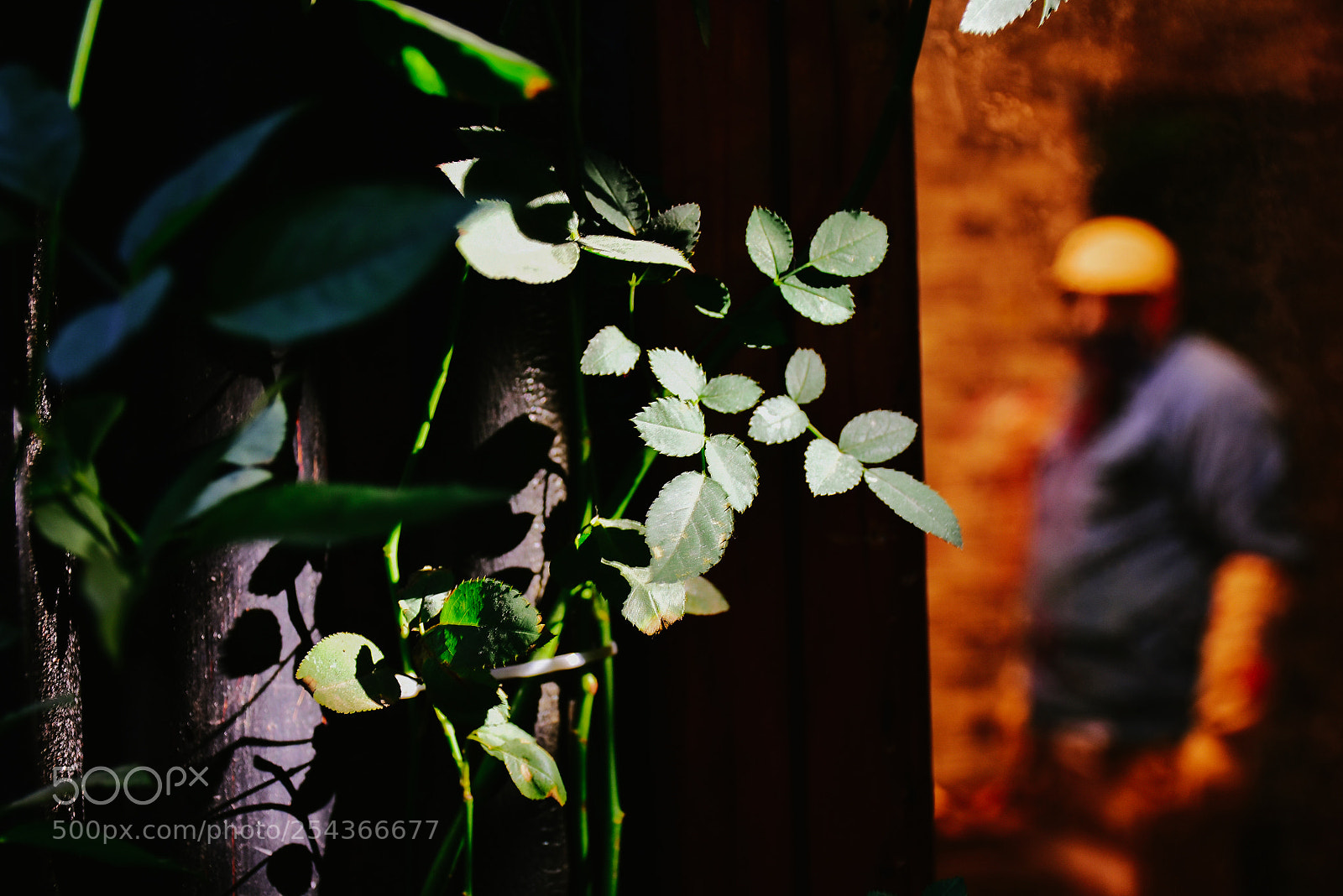Nikon D7200 sample photo. Leaves photography