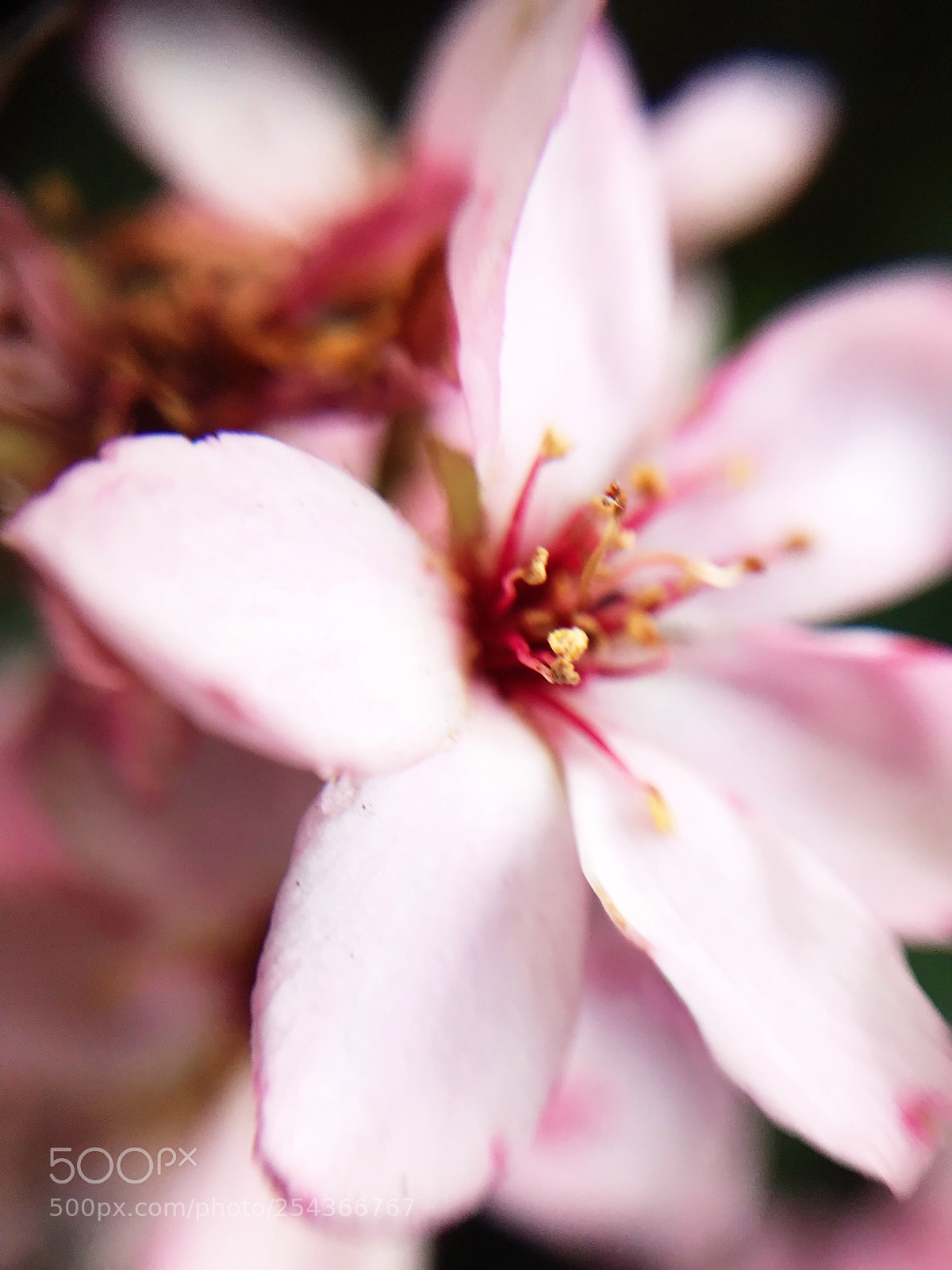 Apple iPhone 7 sample photo. Flower photography