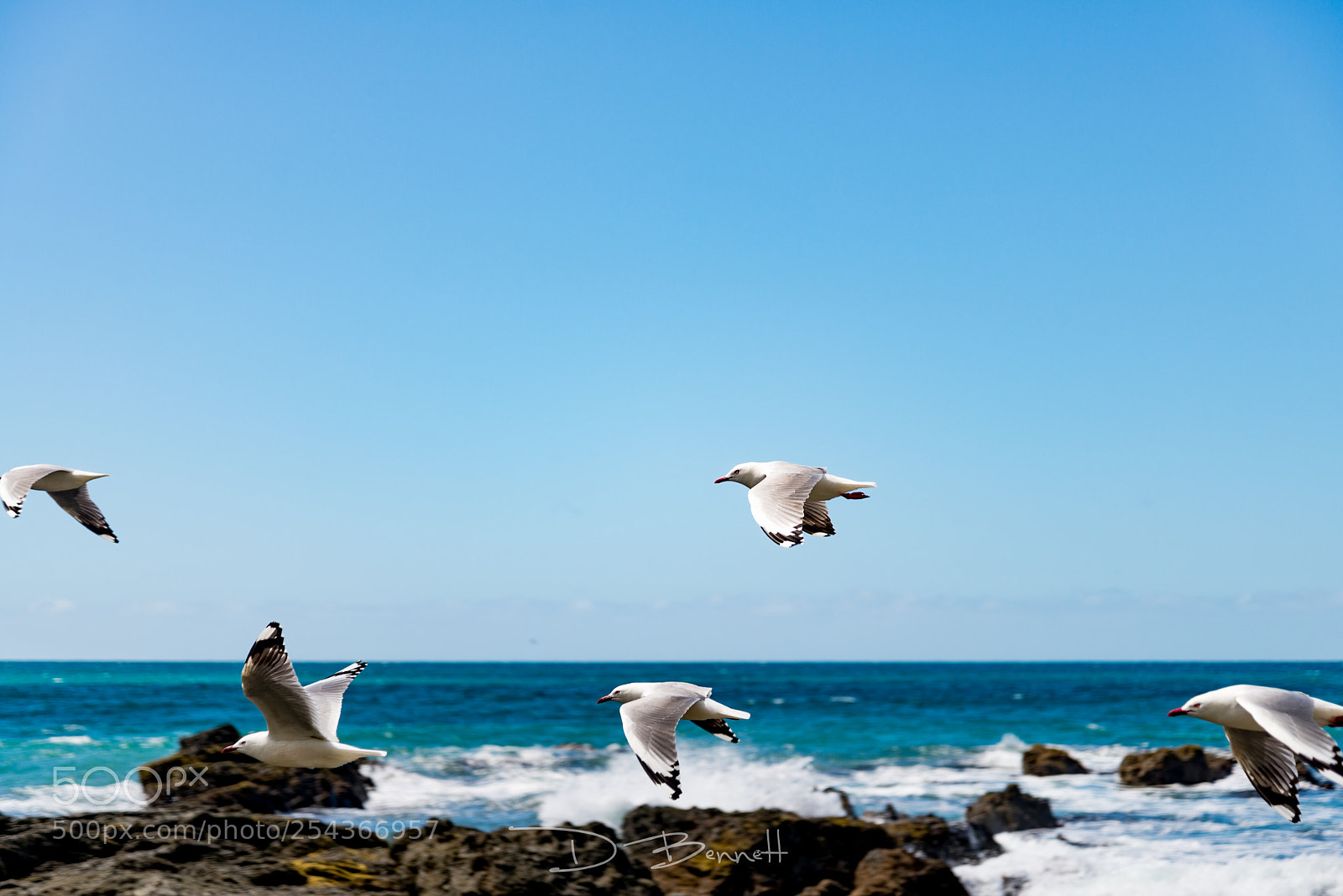 Nikon D610 sample photo. Inflight photography