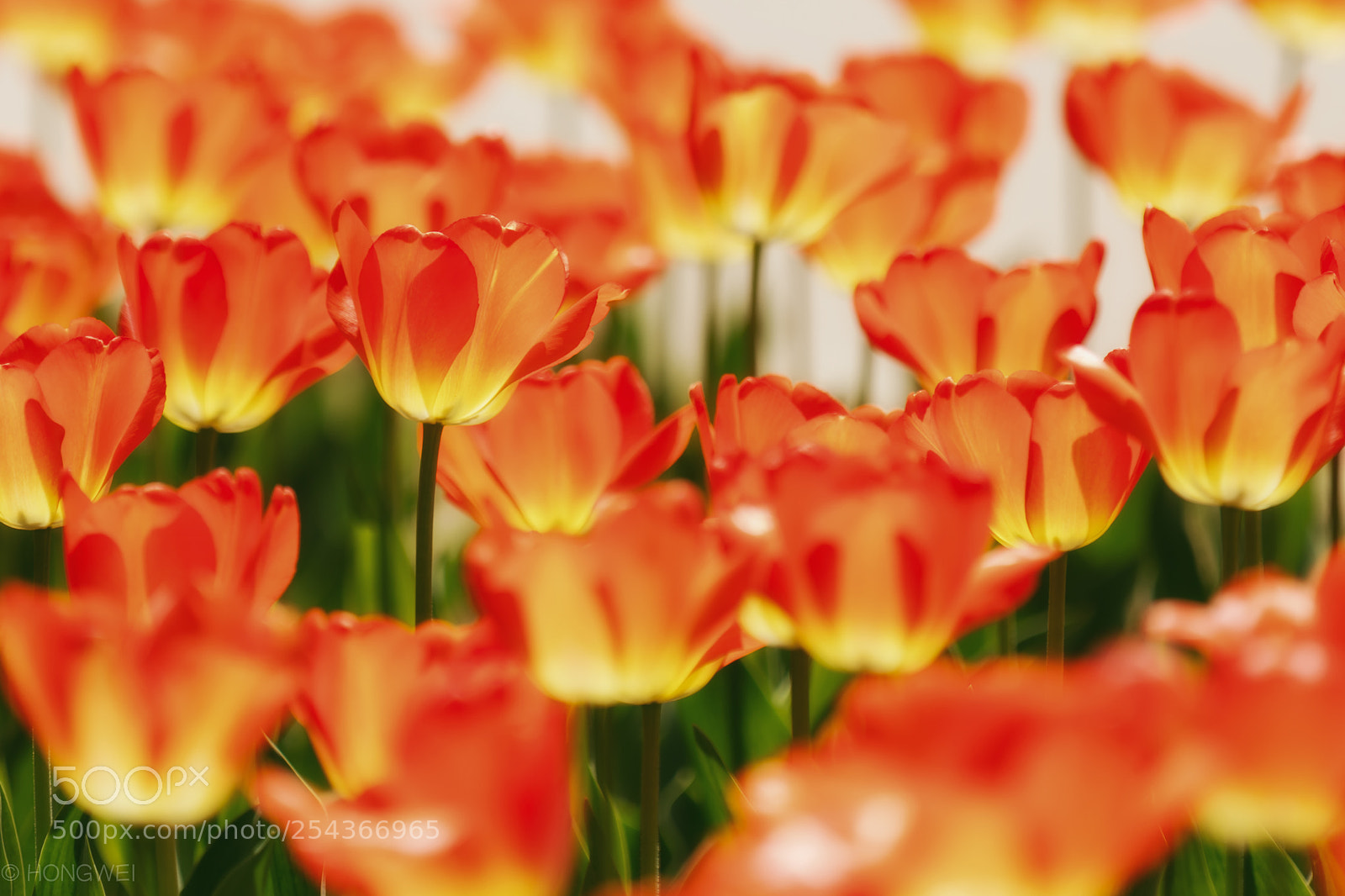 Canon EOS 5D Mark IV sample photo. Tulip photography