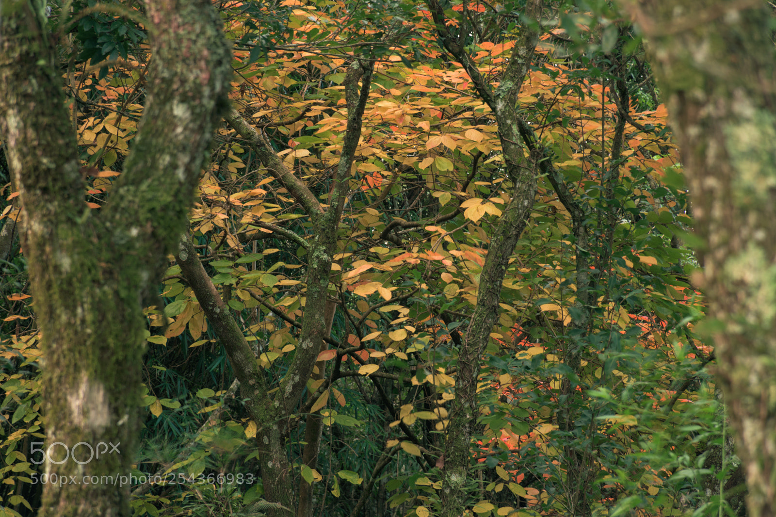 Nikon D3400 sample photo. Fall photography