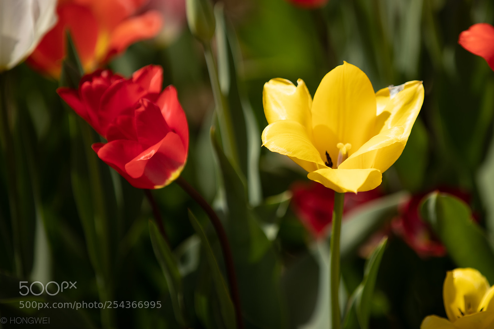 Canon EOS 5D Mark IV sample photo. Tulip photography