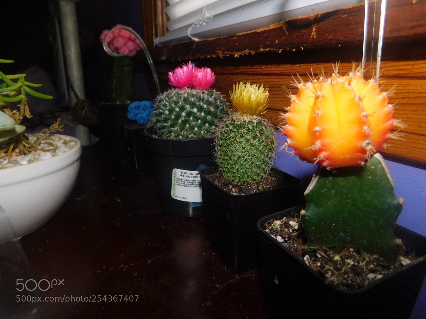 Nikon Coolpix B500 sample photo. Untitled photography