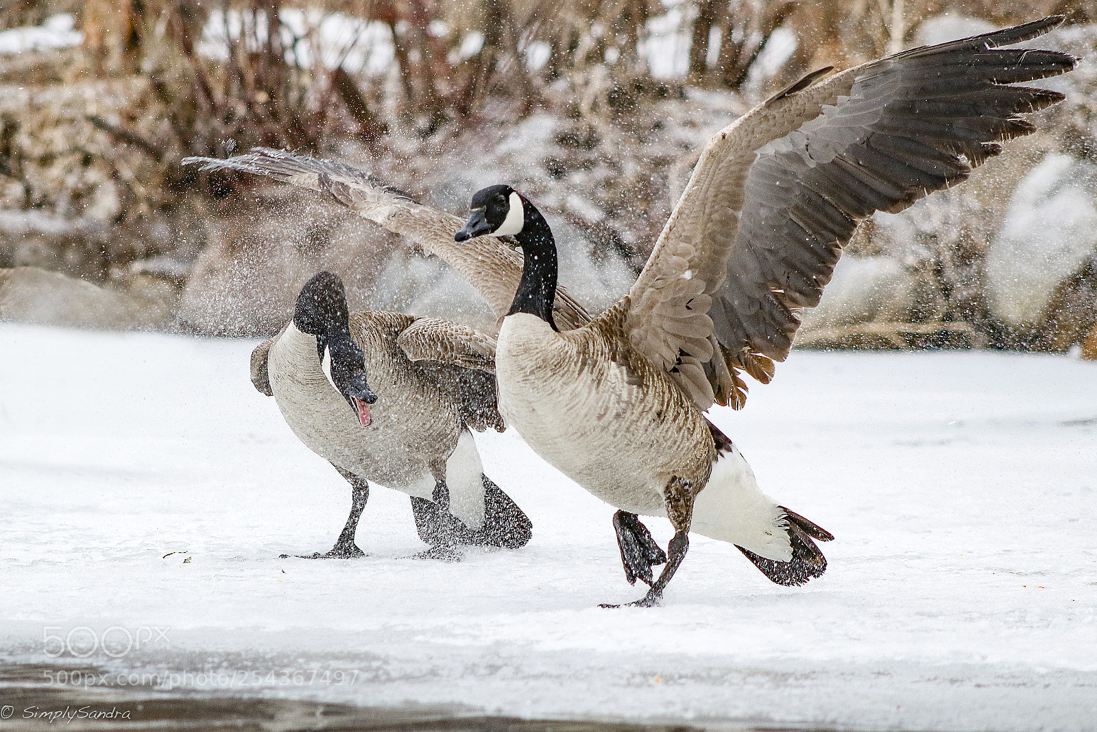 Canon EOS 7D Mark II sample photo. A little quarrel photography