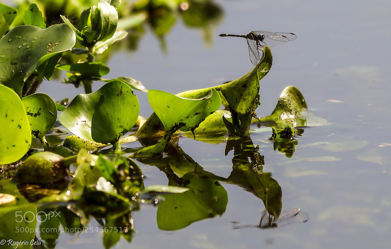 Canon EOS 5D Mark IV sample photo. Nature vibes | reflections  photography