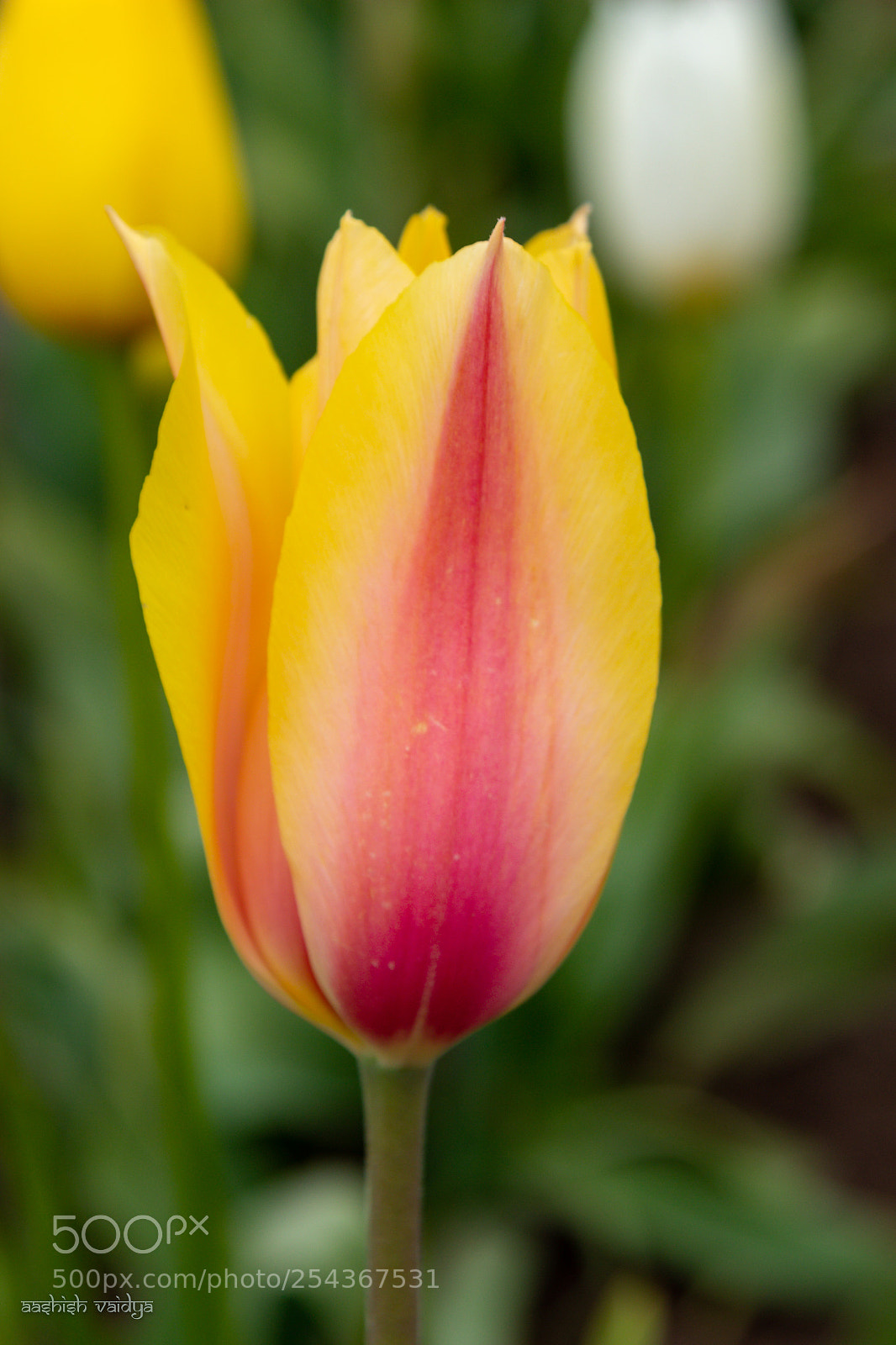 Canon EOS 600D (Rebel EOS T3i / EOS Kiss X5) sample photo. A tulip, too photography