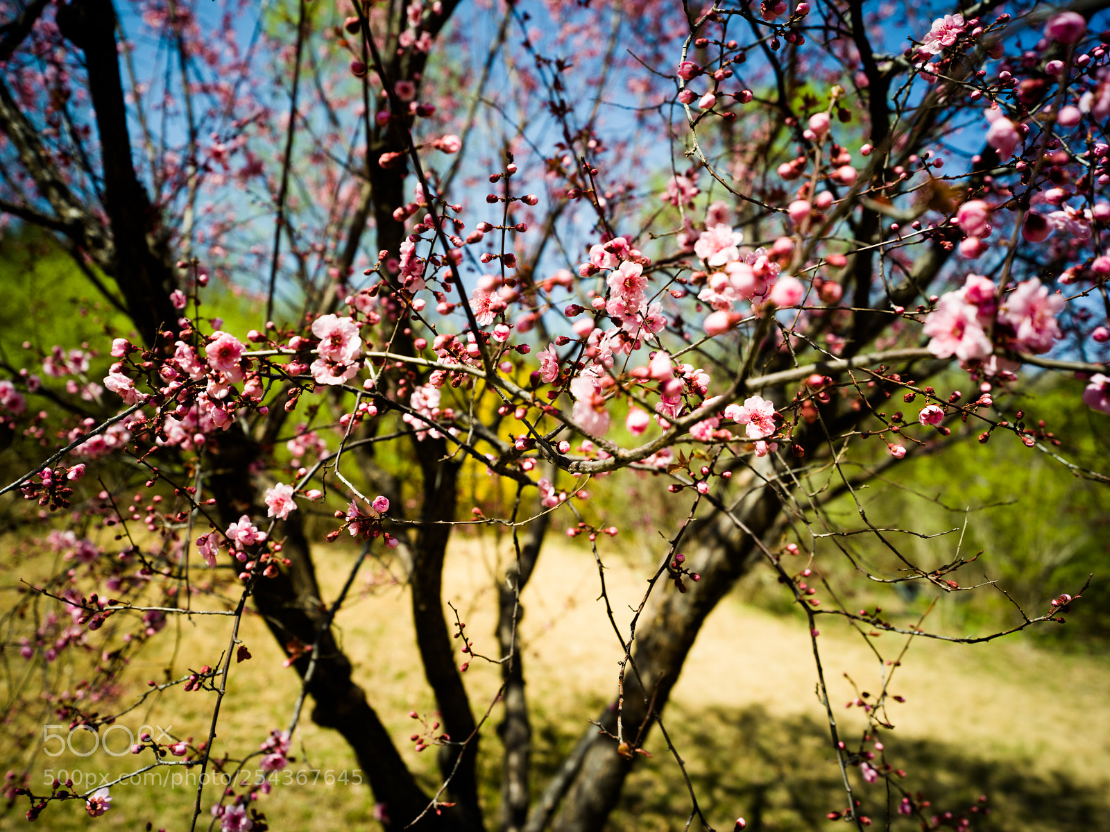 Hasselblad X1D-50c sample photo. Early spring photography