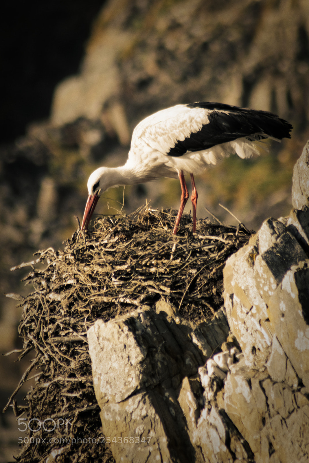 Sony a7R sample photo. Nesting on the rocks 2 photography