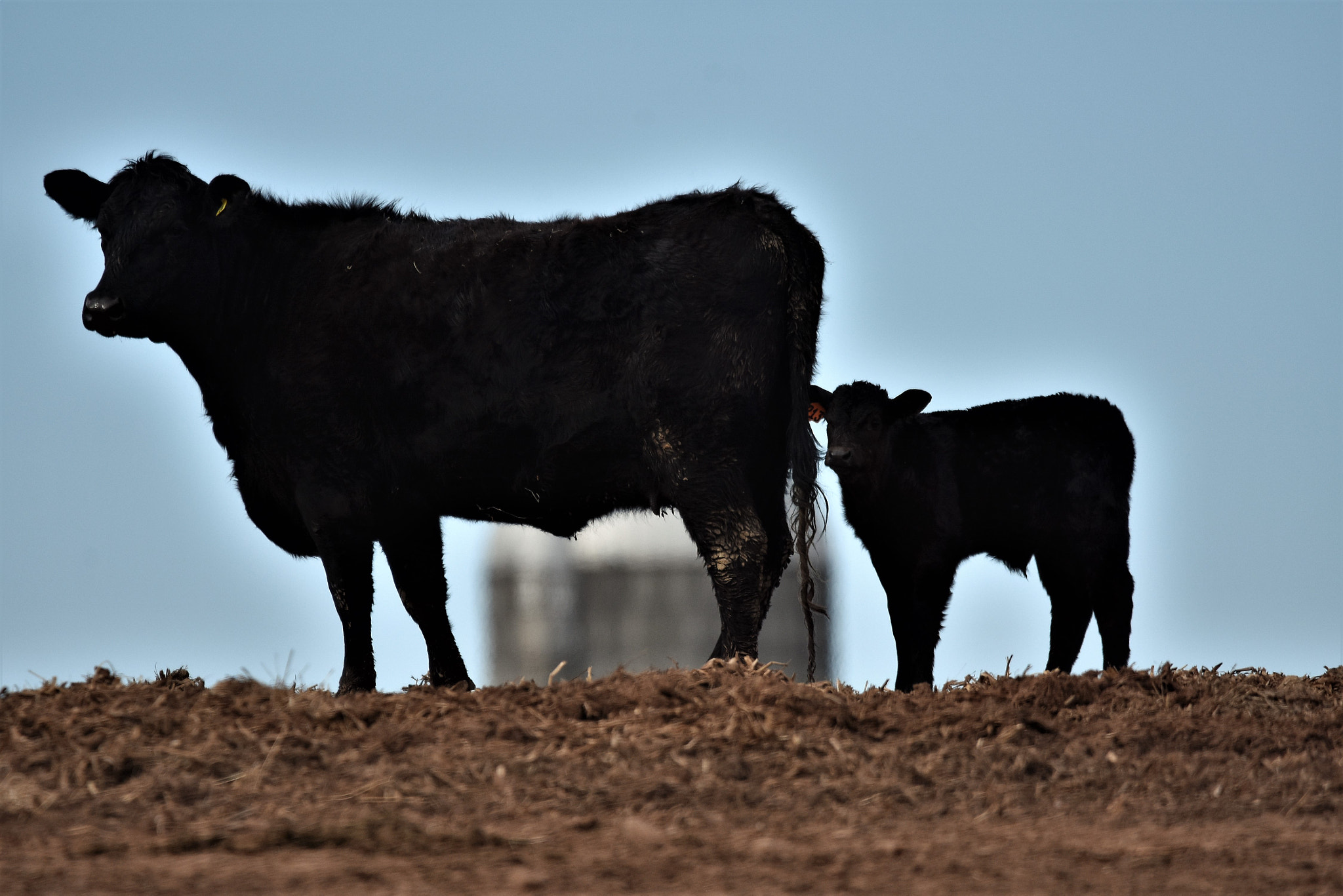 Nikon D7200 + Sigma 150-600mm F5-6.3 DG OS HSM | C sample photo. Big cow photography