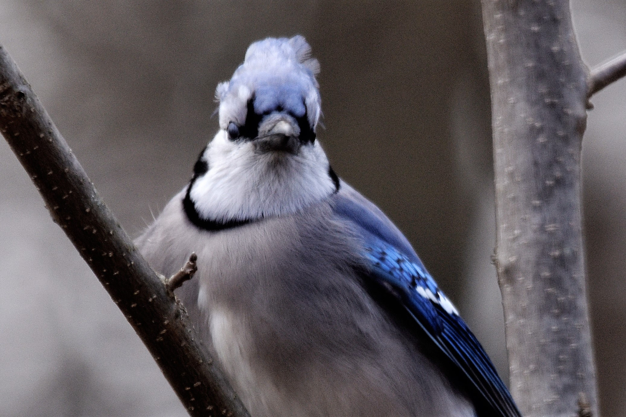 Sigma 150-600mm F5-6.3 DG OS HSM | C sample photo. Bluejay photography