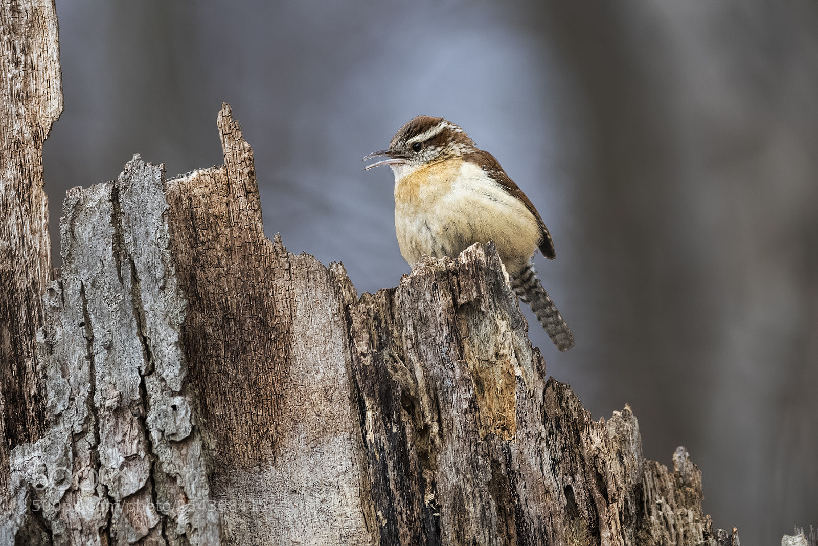 Nikon D850 sample photo. Carolina wren photography