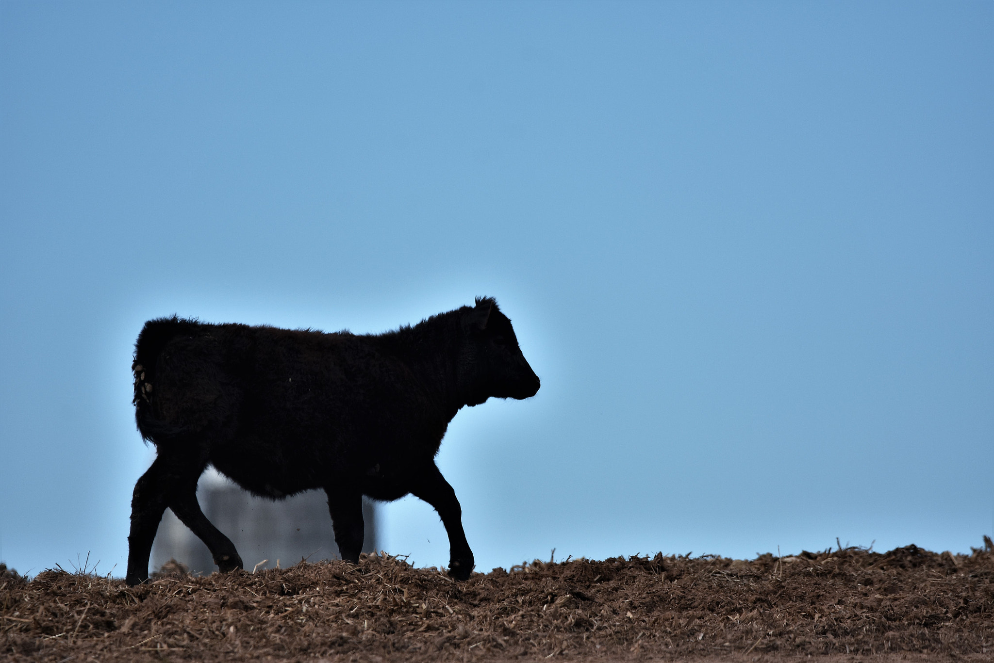 Nikon D7200 + Sigma 150-600mm F5-6.3 DG OS HSM | C sample photo. Baby cow photography