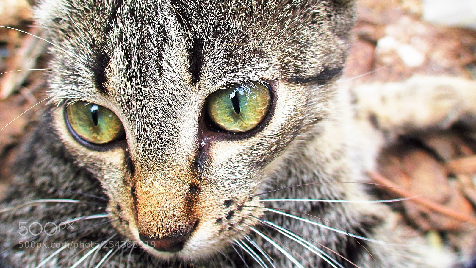 Canon PowerShot SX30 IS sample photo. Eye of cat photography