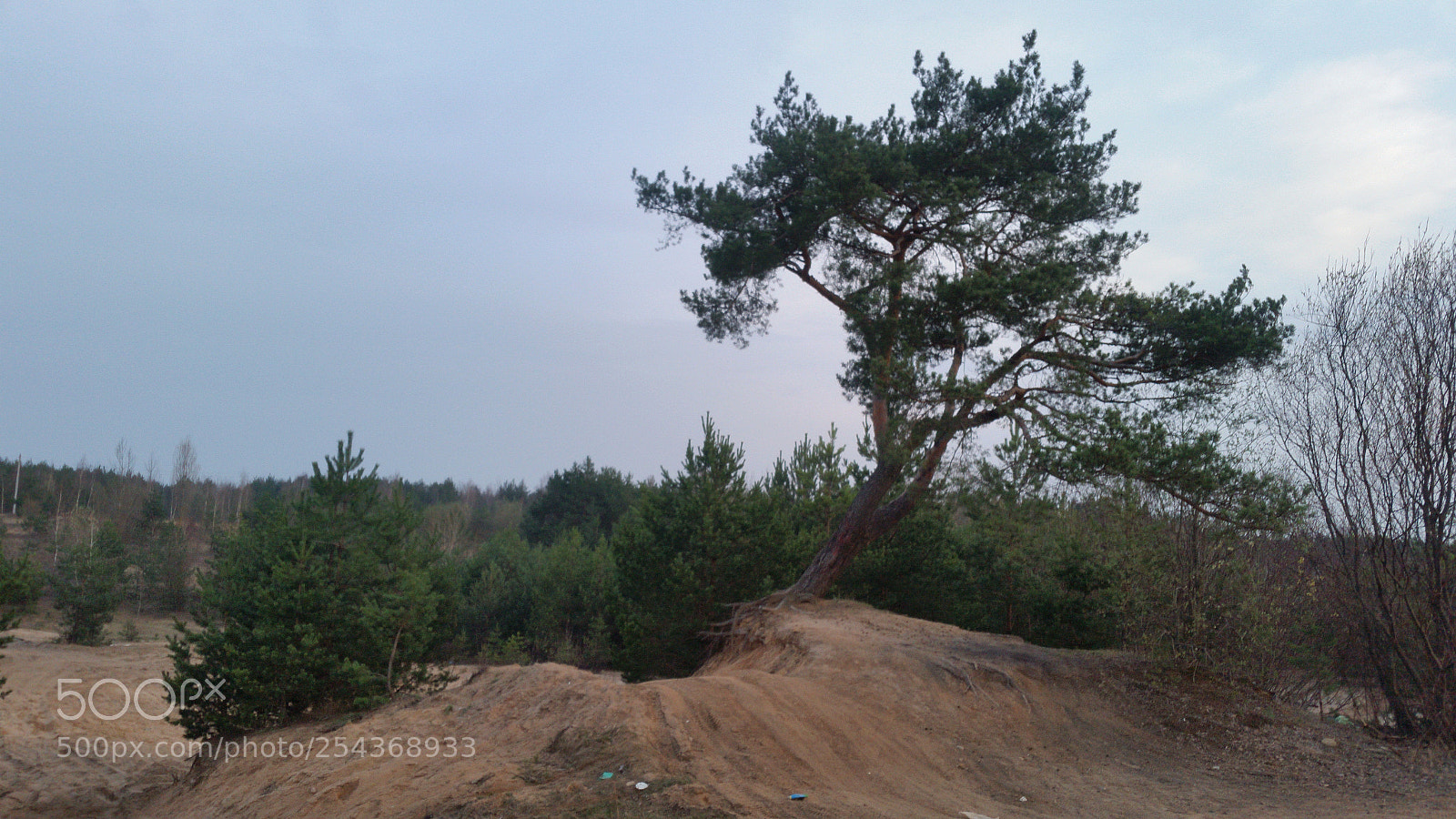 Samsung Galaxy S5 sample photo. Старое дерево photography