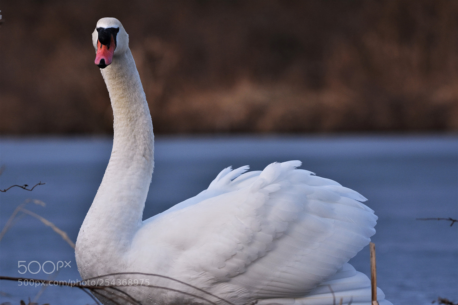 Nikon D7200 sample photo. Swans photography