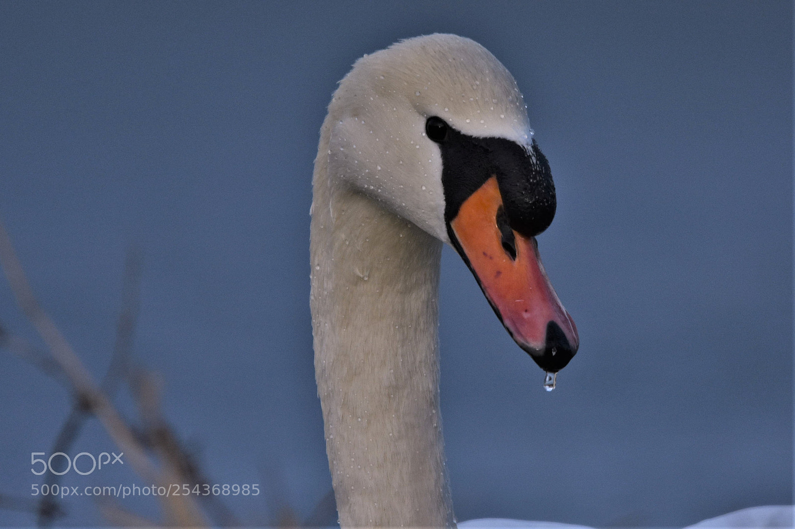 Nikon D7200 sample photo. Swans photography