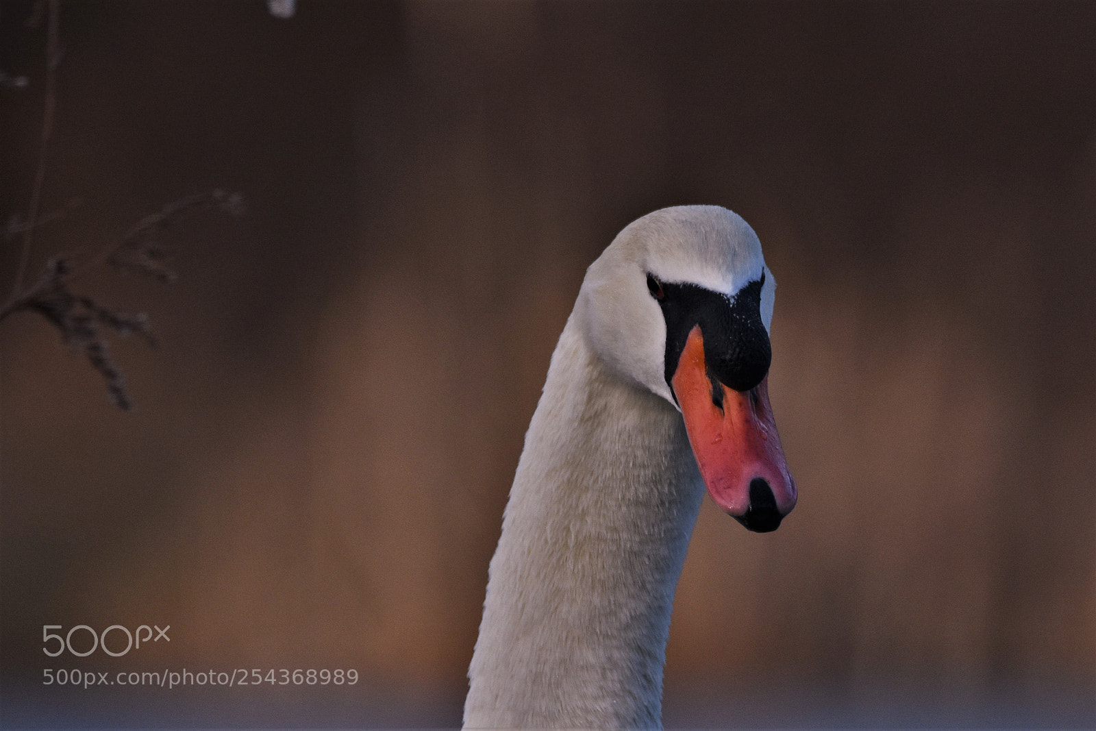 Nikon D7200 sample photo. Swans photography
