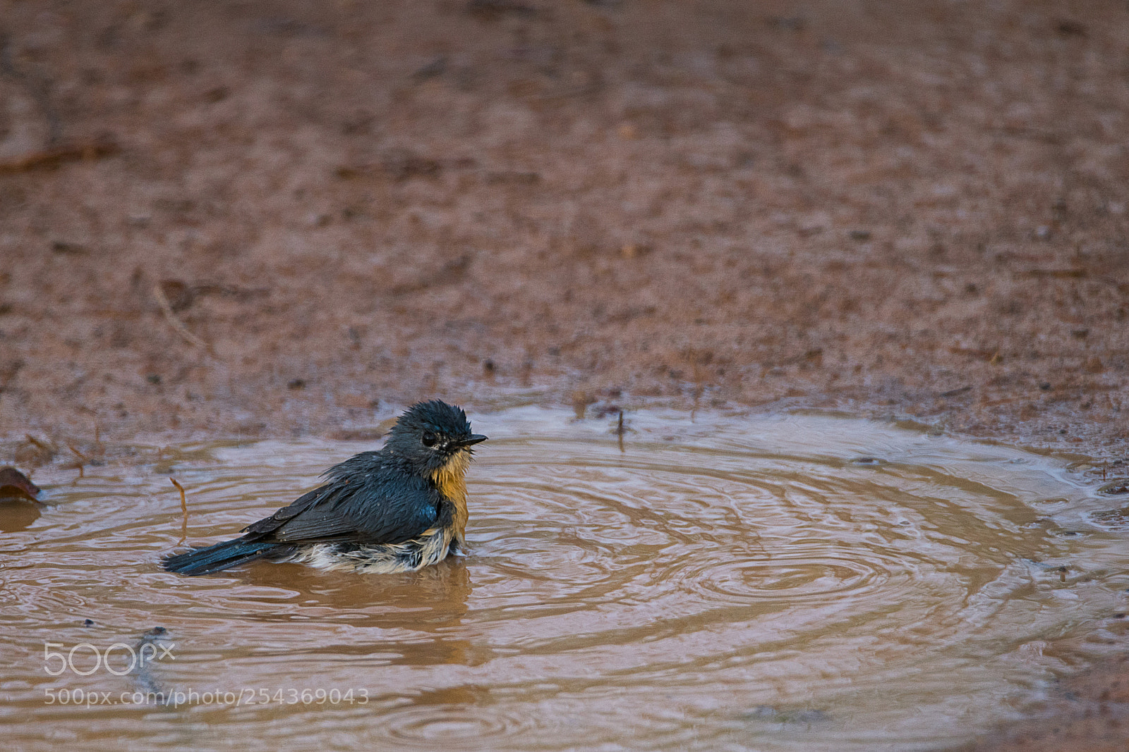 Sony a99 II sample photo. Tickell's blue flycatcher photography