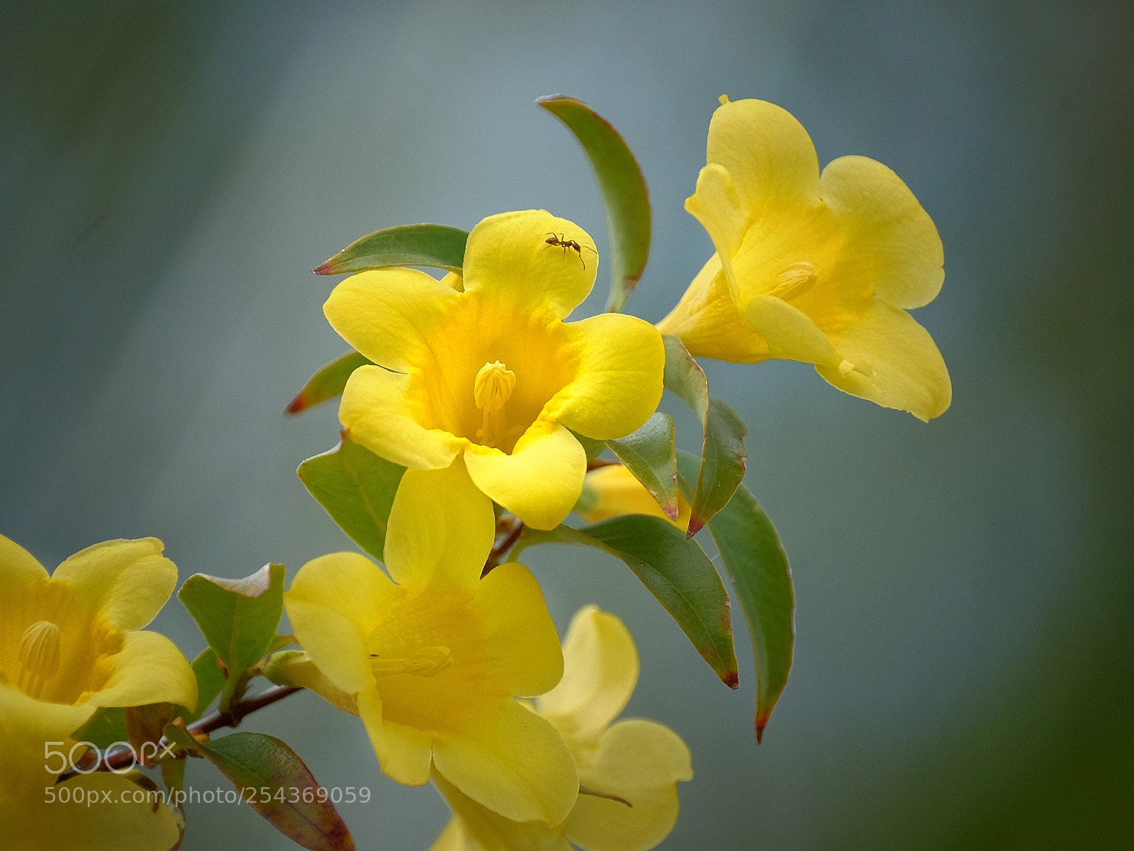 Fujifilm X-T1 sample photo. Telephoto macro  photography