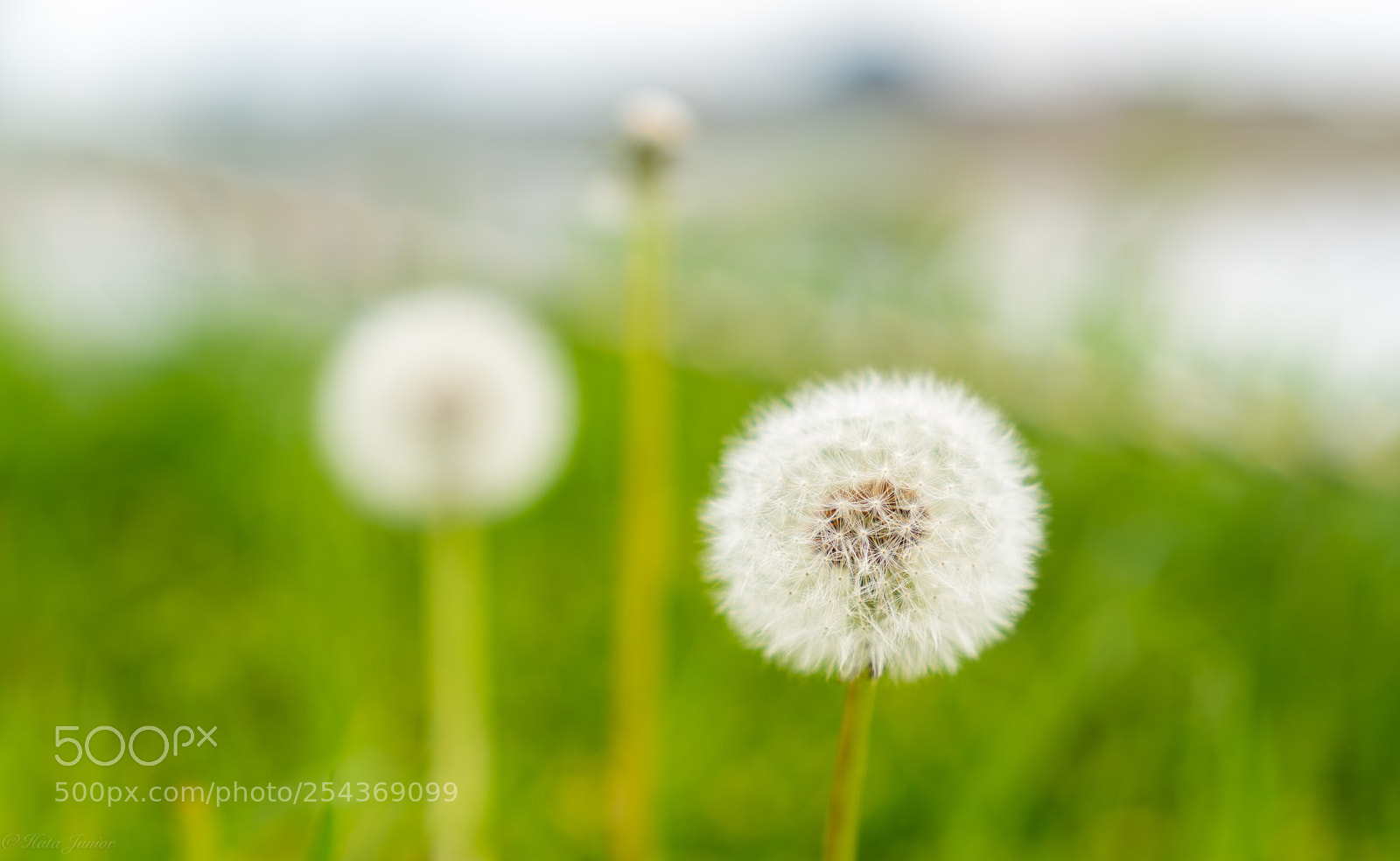 Sony a7R III sample photo. Make a wish... photography