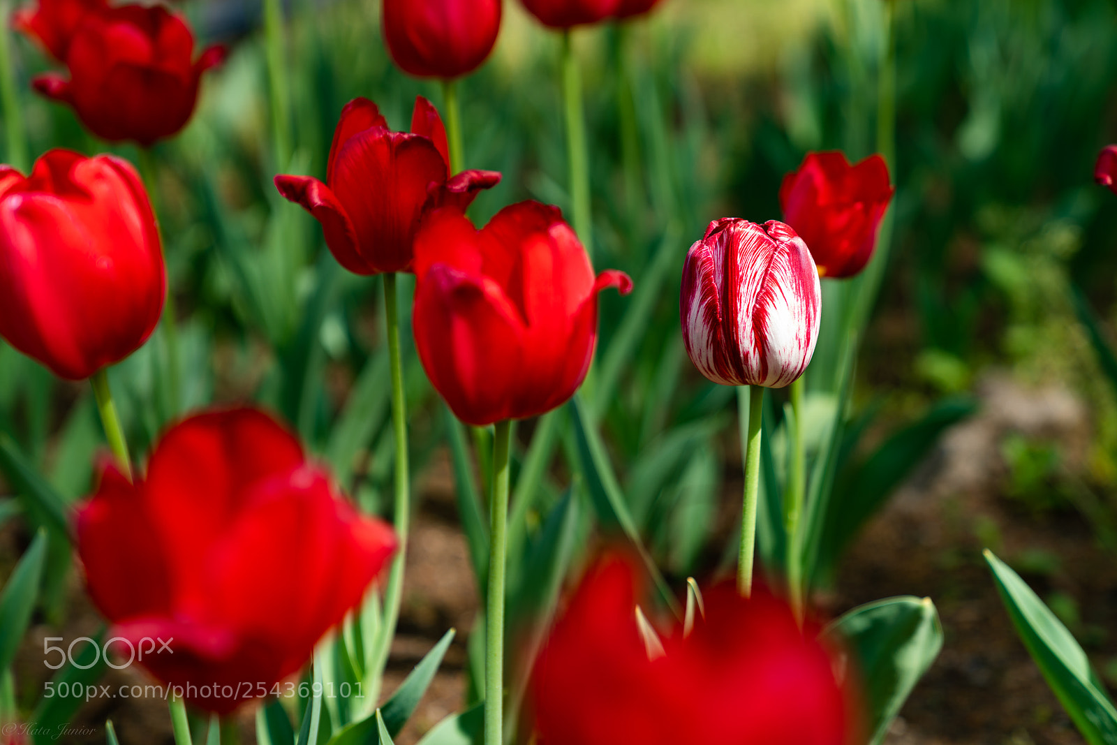 Sony a7R III sample photo. Be different , be yourself... photography