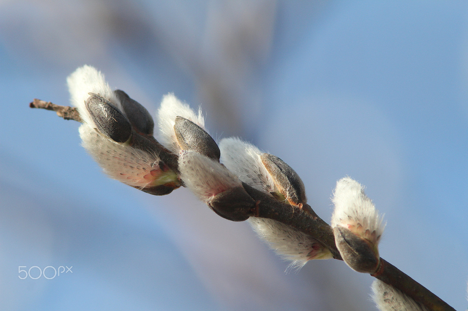 Canon EF 300mm F4L IS USM sample photo. Pussy willow buds opening in april photography