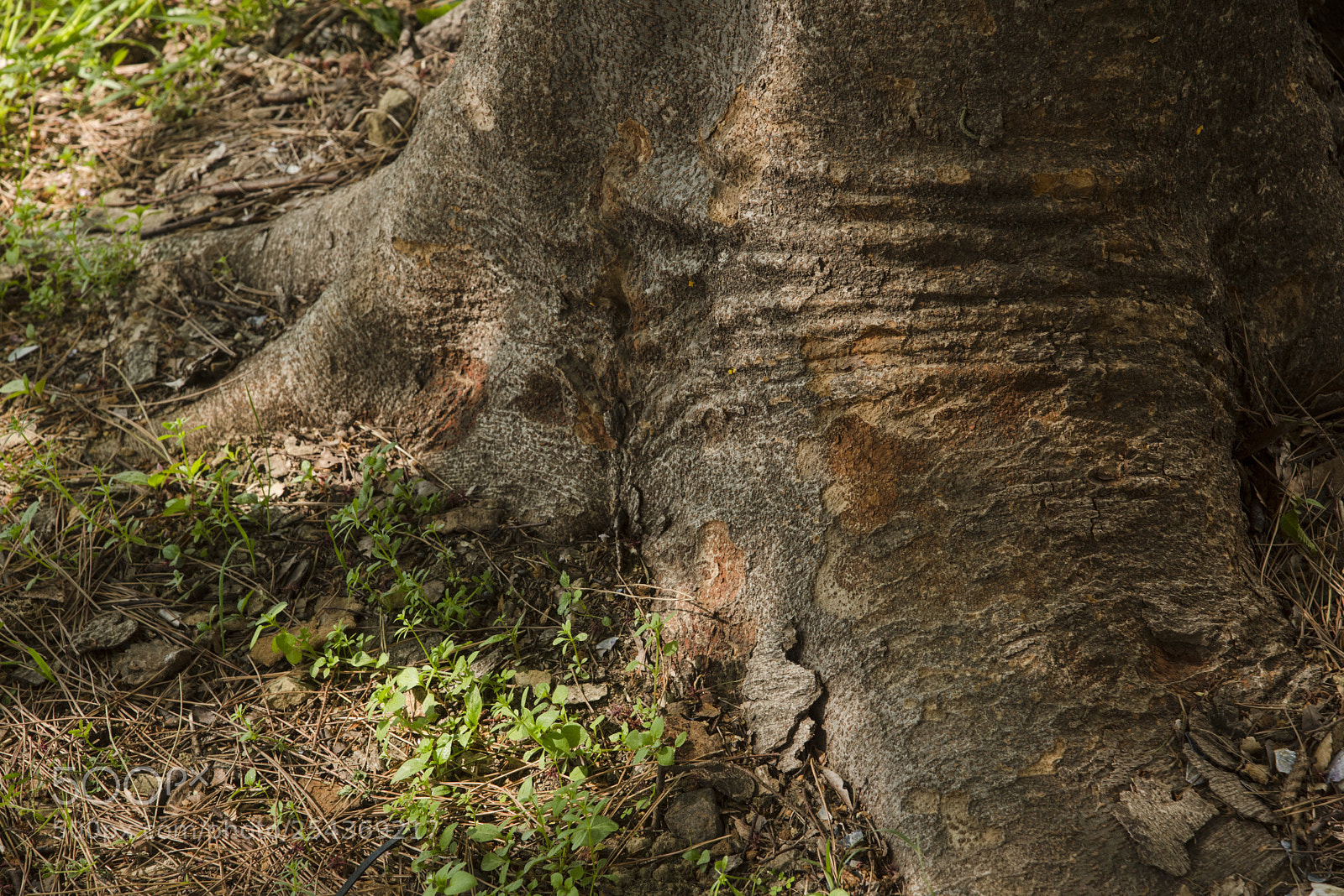Nikon D810 sample photo. Years,years... photography