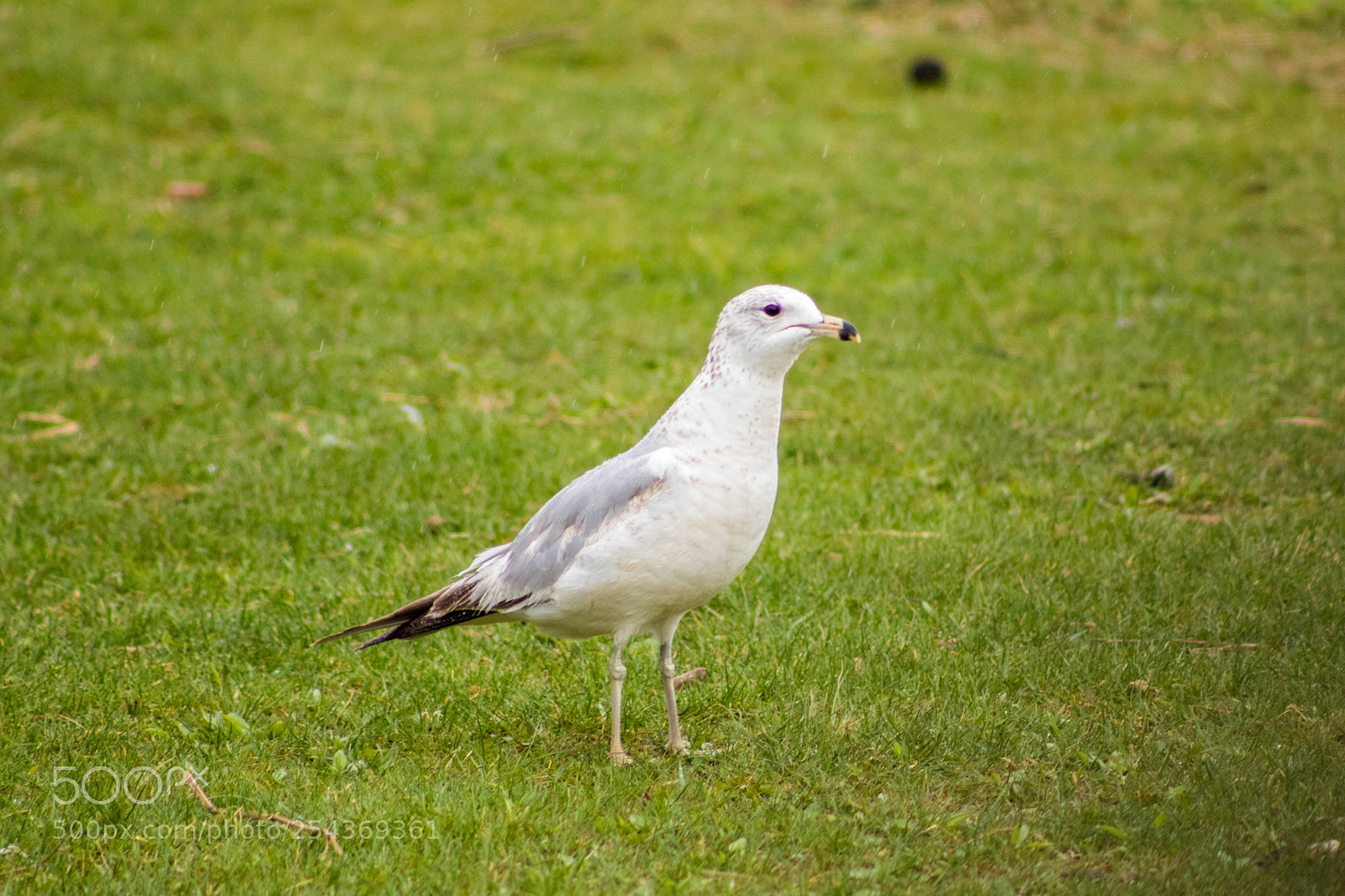 Canon EOS 77D (EOS 9000D / EOS 770D) sample photo. The seagull photography
