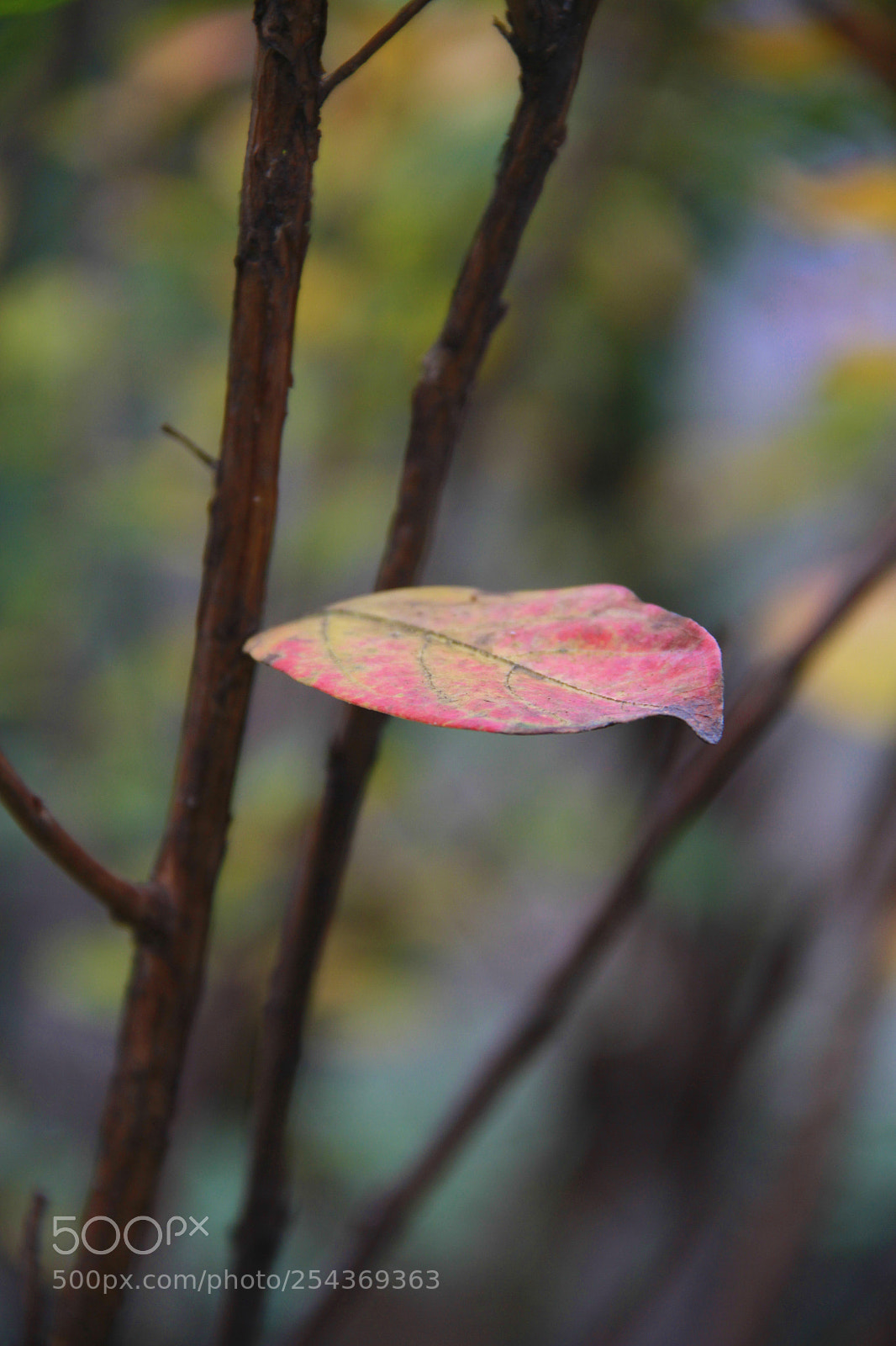 Canon EOS 7D sample photo. Each leaf has a photography