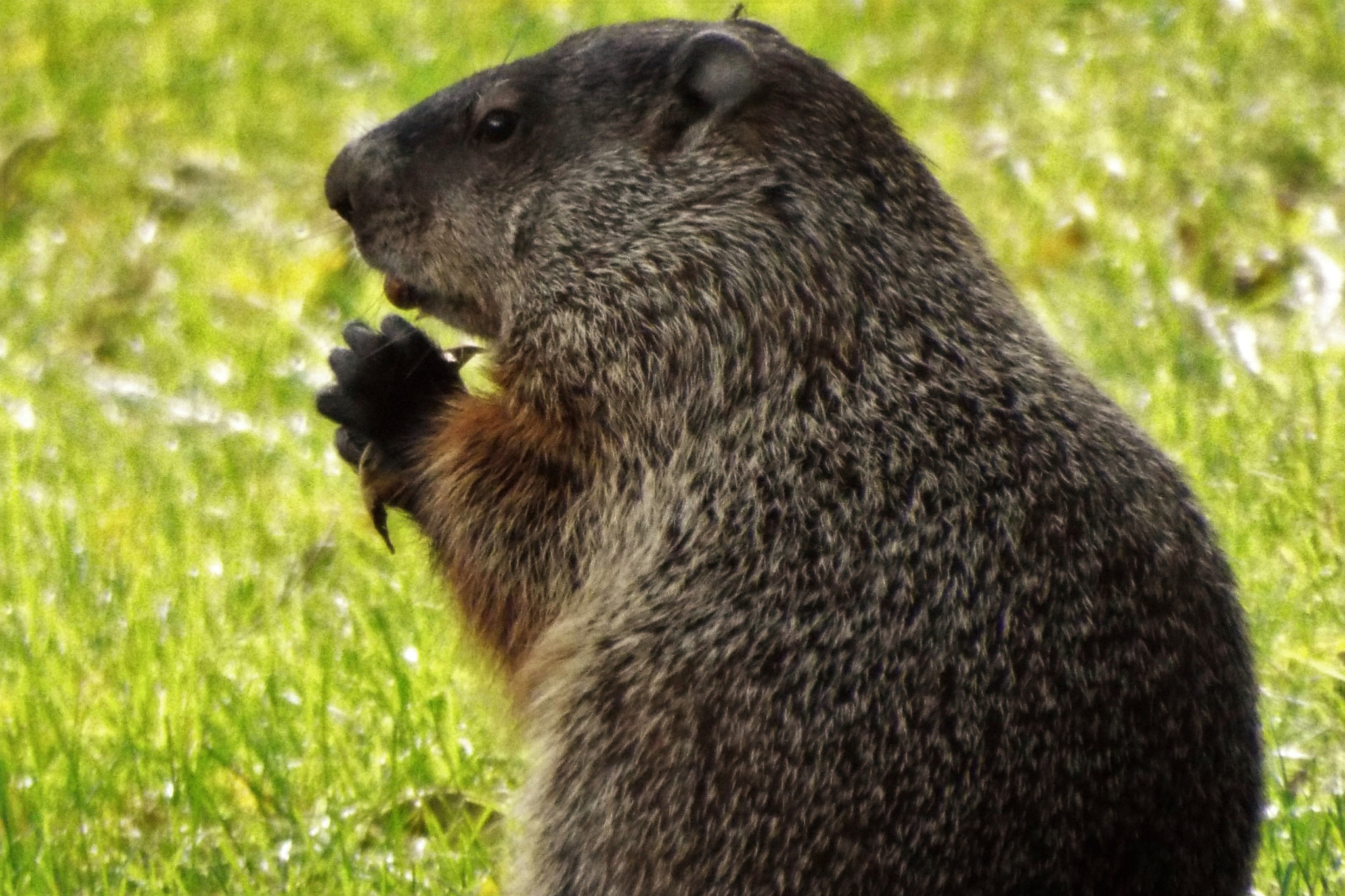 Fujifilm FinePix S9900W S9950W sample photo. Eating his nuts photography