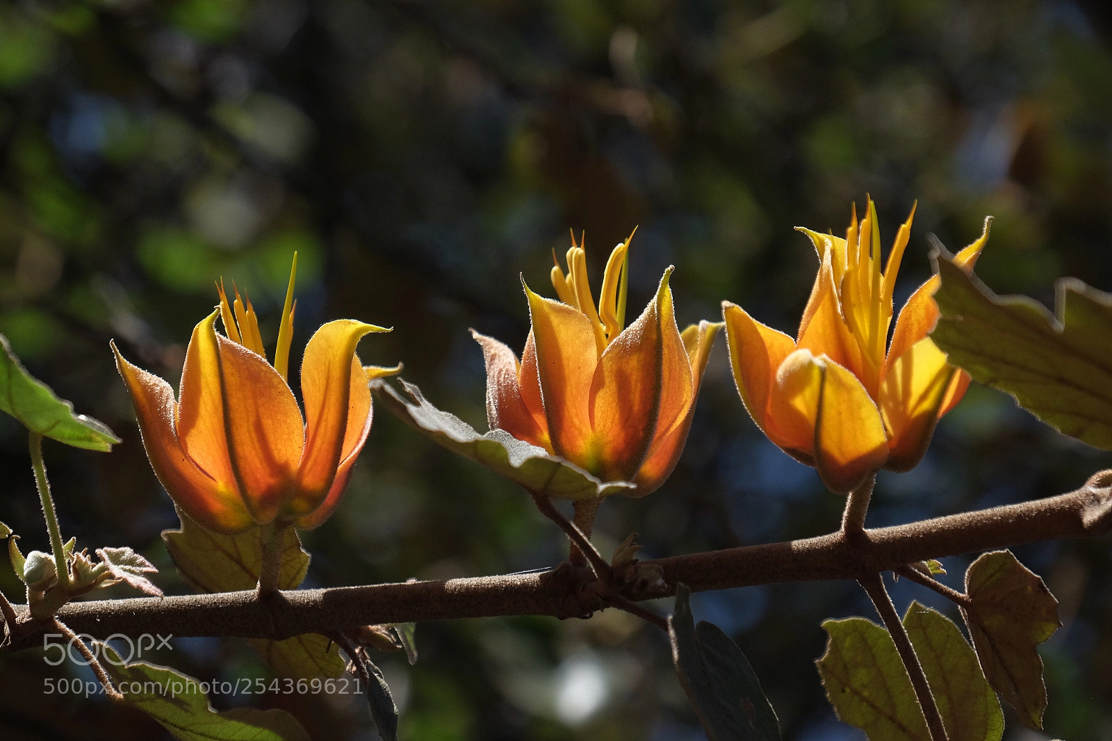 Fujifilm X-T1 sample photo. Towards to the sun photography