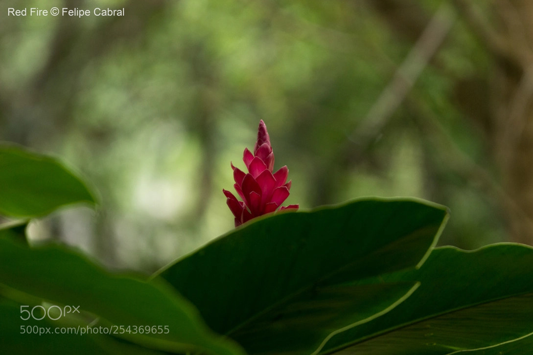 Canon EOS 600D (Rebel EOS T3i / EOS Kiss X5) sample photo. Red fire photography