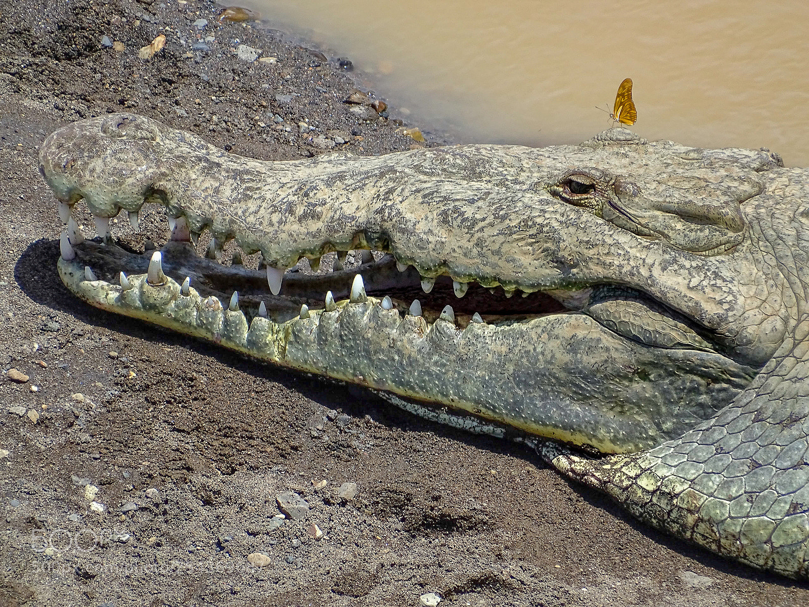 Sony Cyber-shot DSC-HX400V sample photo. Croc butterfly - tarcoles photography