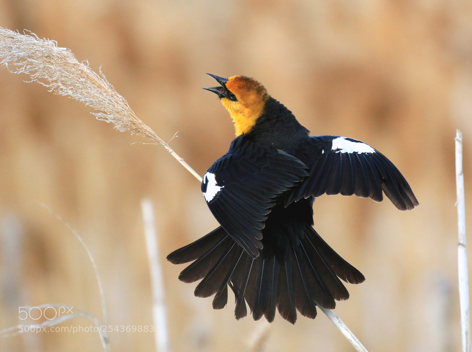 Canon EOS 70D sample photo. Yellow-headed blackbird photography