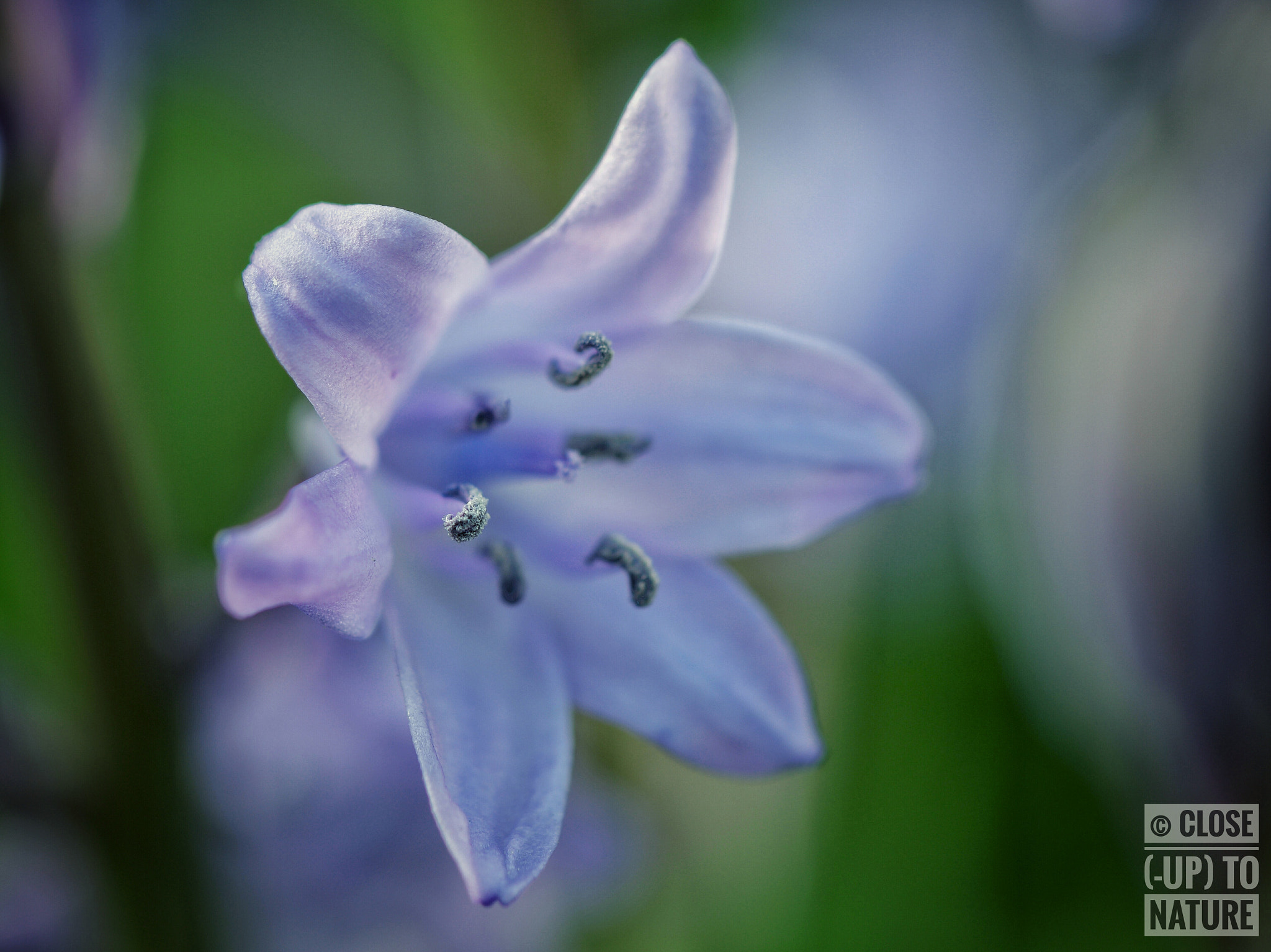 Samsung NX500 sample photo. Jacinthe des bois (2) photography