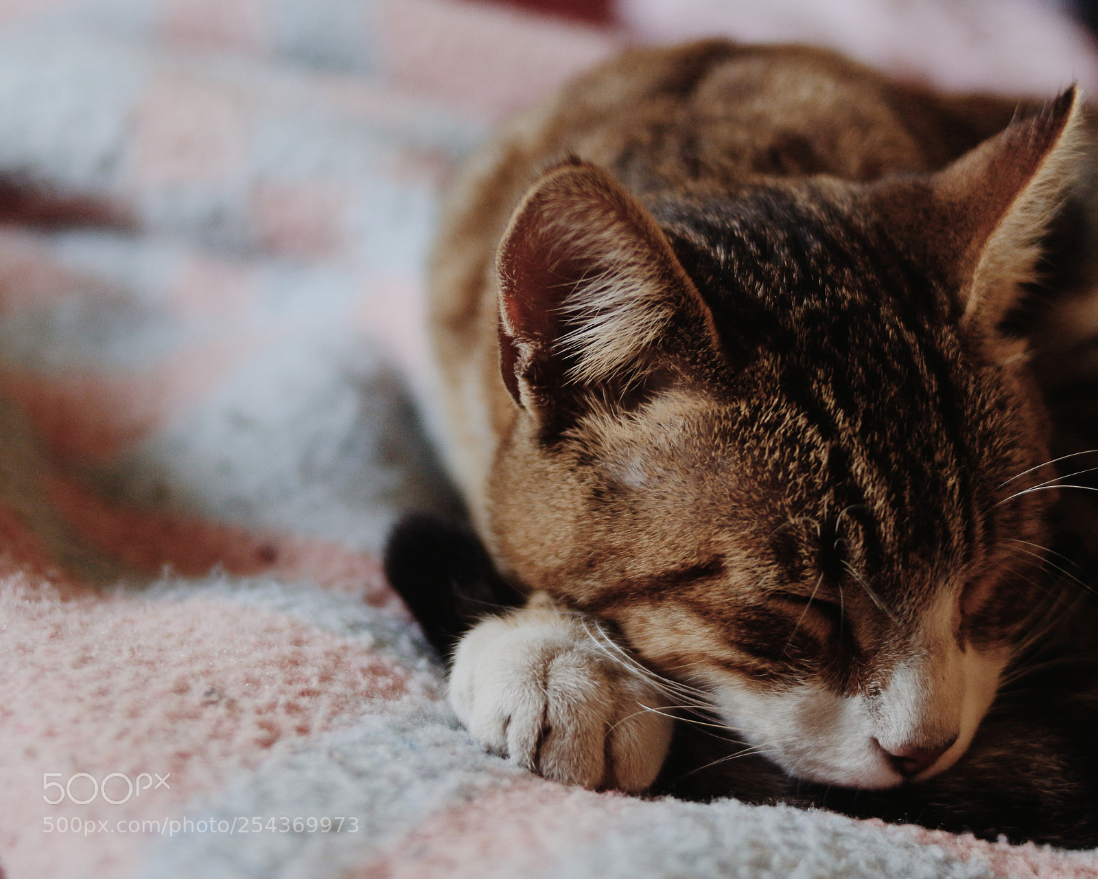 Canon EOS 700D (EOS Rebel T5i / EOS Kiss X7i) sample photo. Untitled photography