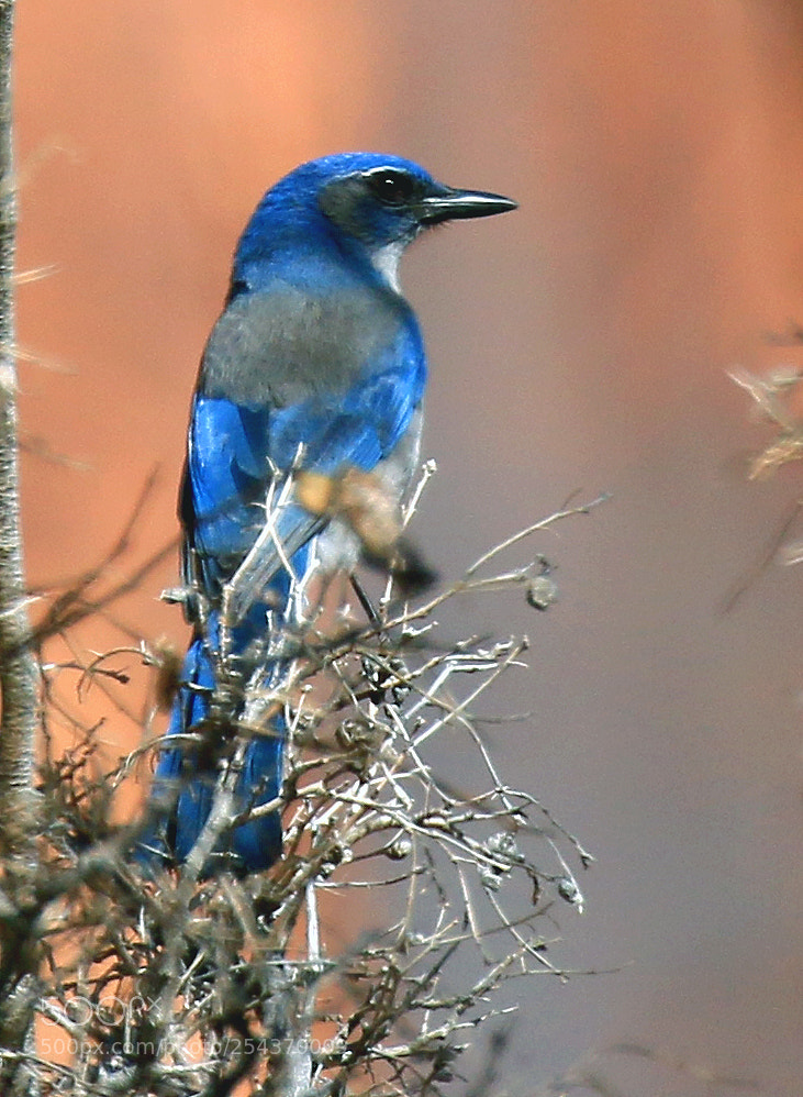 Canon EOS 70D sample photo. Scrub jay photography