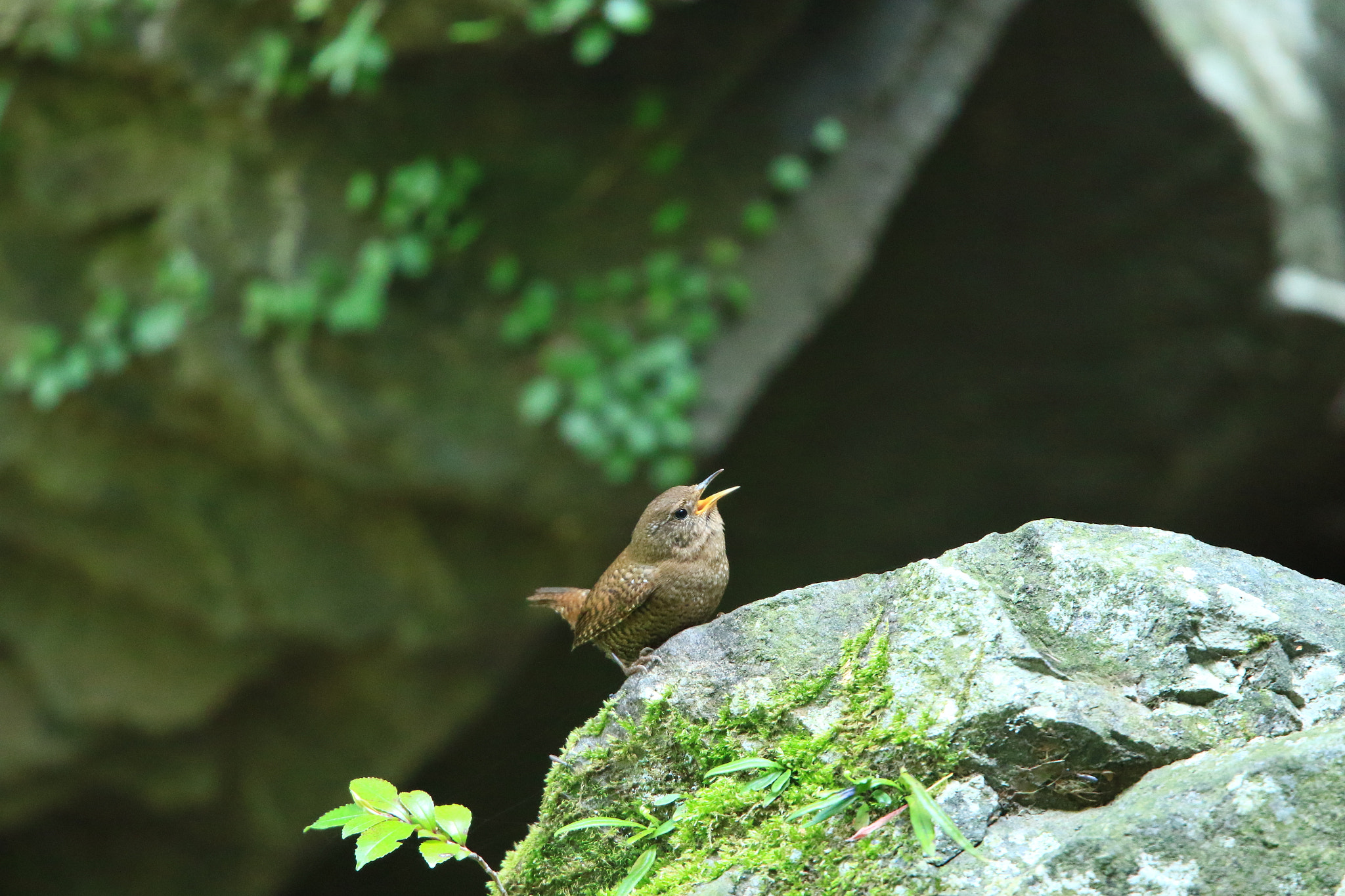 Canon EOS 7D Mark II sample photo. ミソサザイの囀り～♪  eurasian wren photography