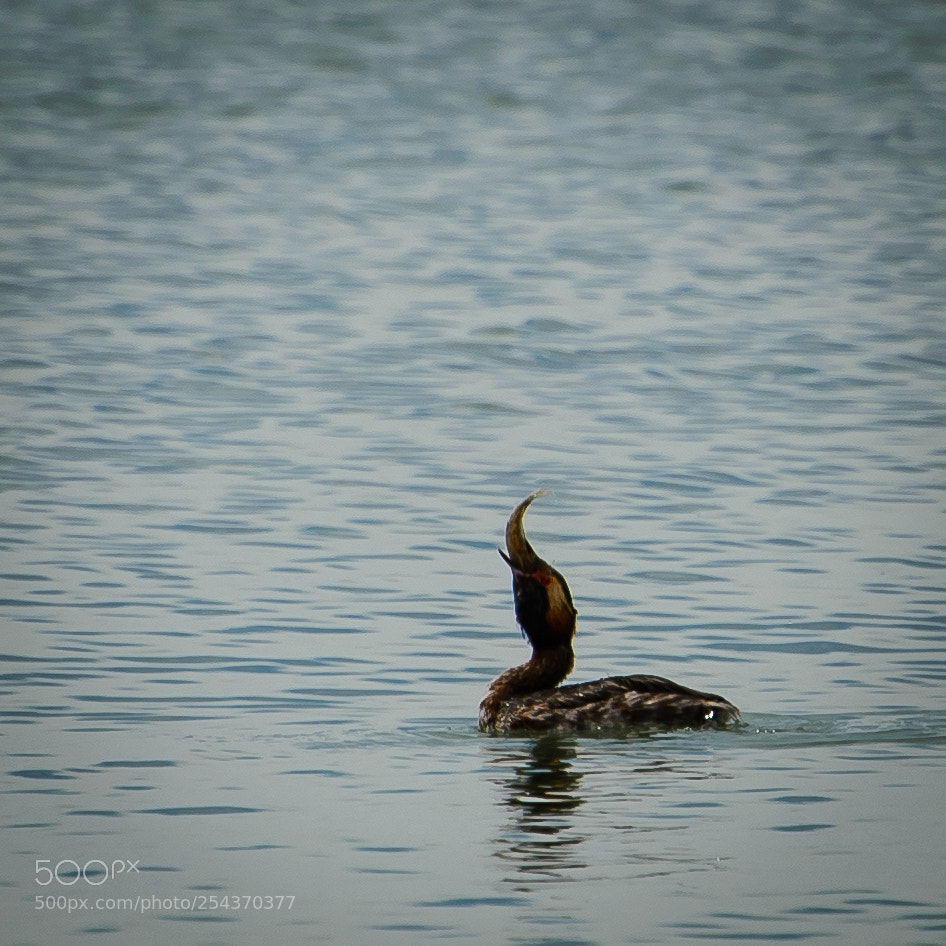 Nikon D610 sample photo. Untitled photography