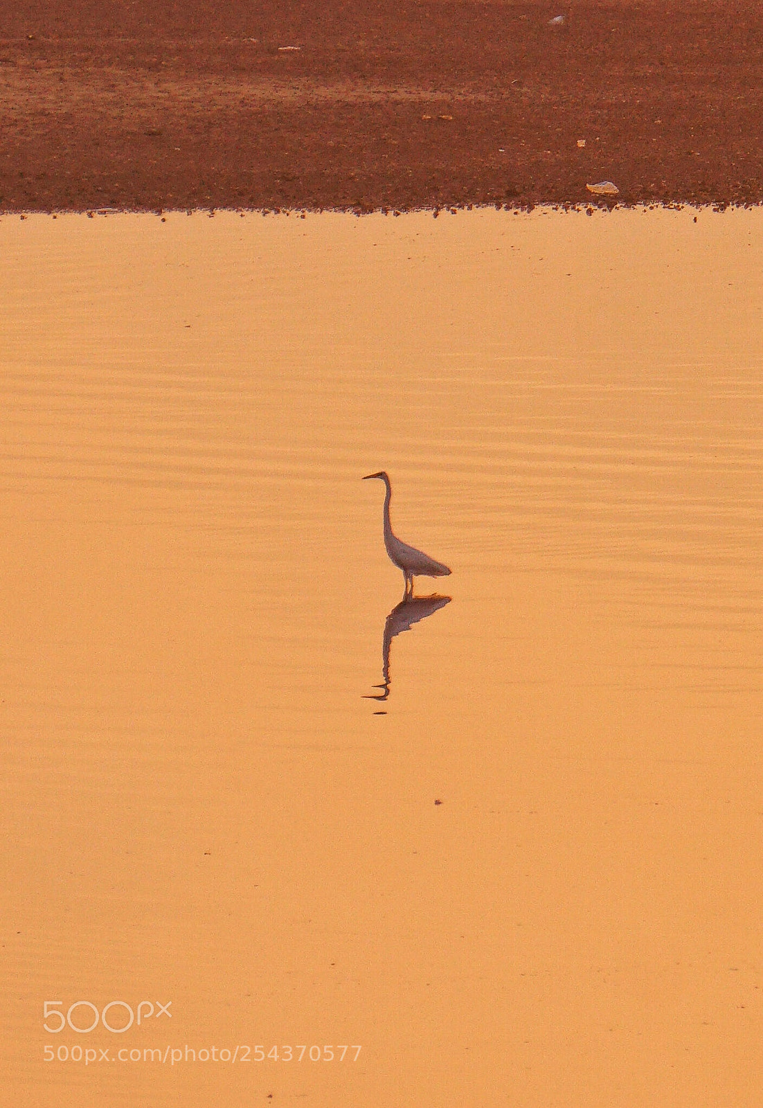 Sony a6000 sample photo. Swan photography