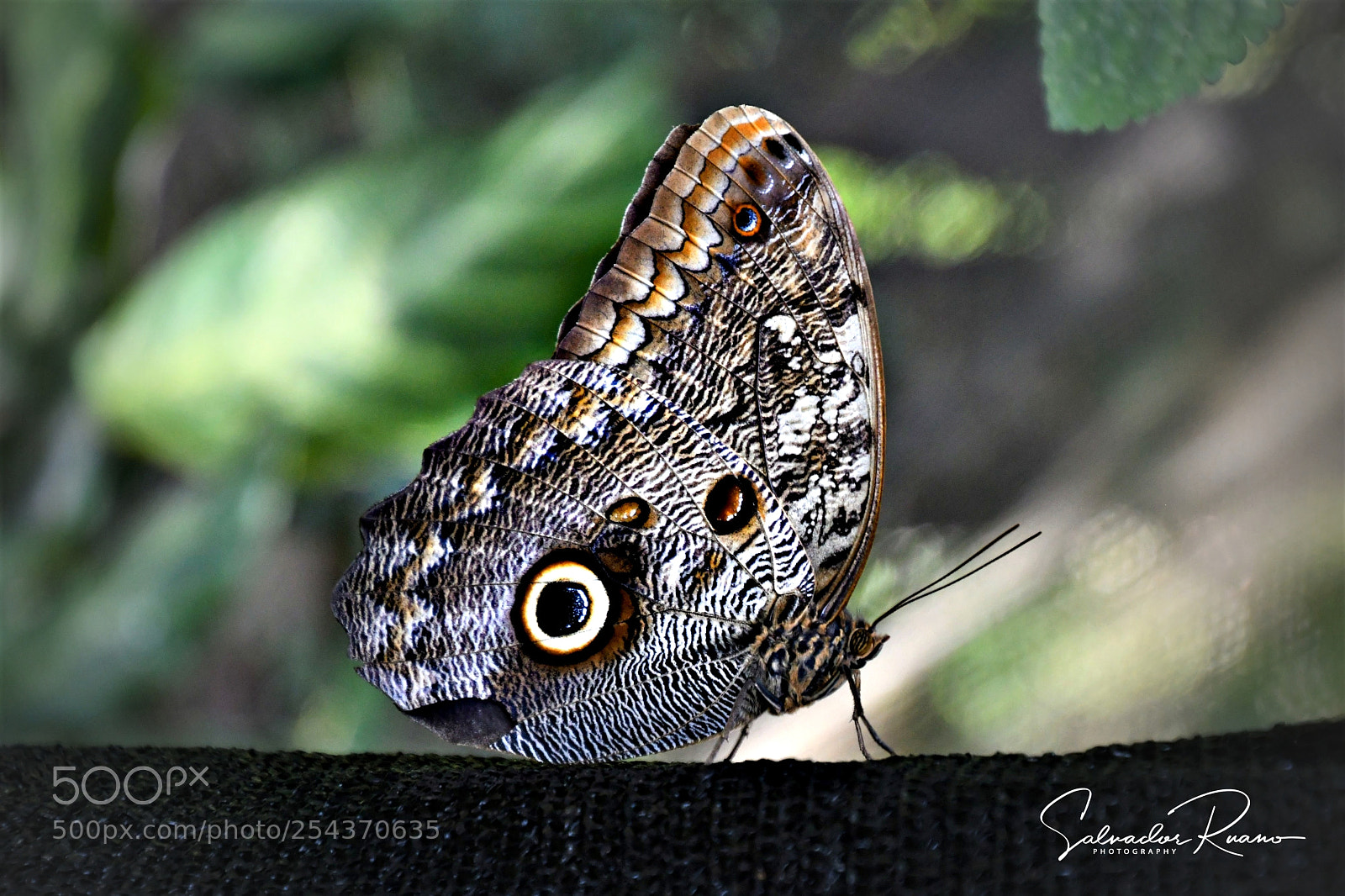 Nikon D7500 sample photo. Mariposa photography
