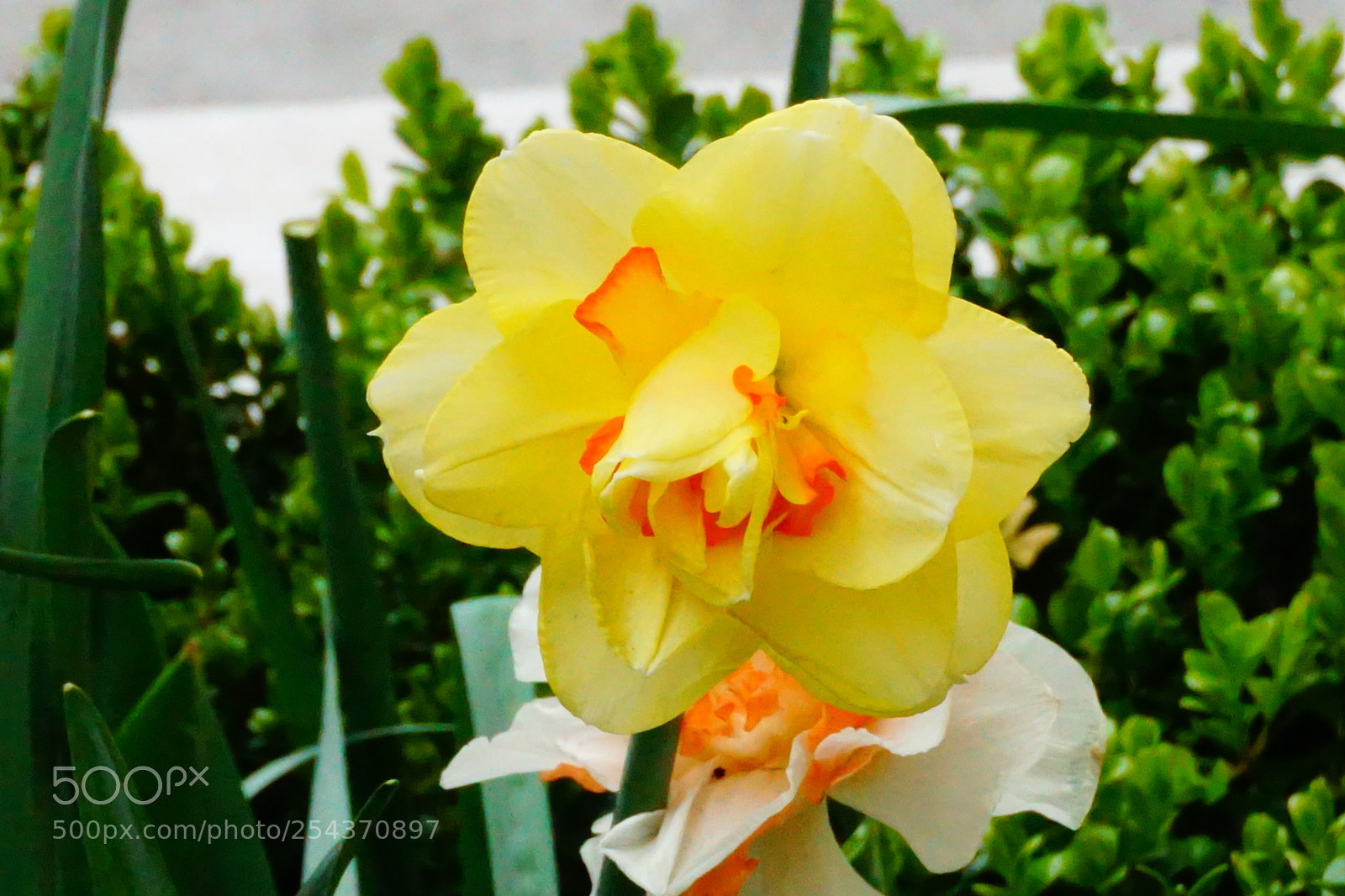 Sony a6000 sample photo. Flower photography