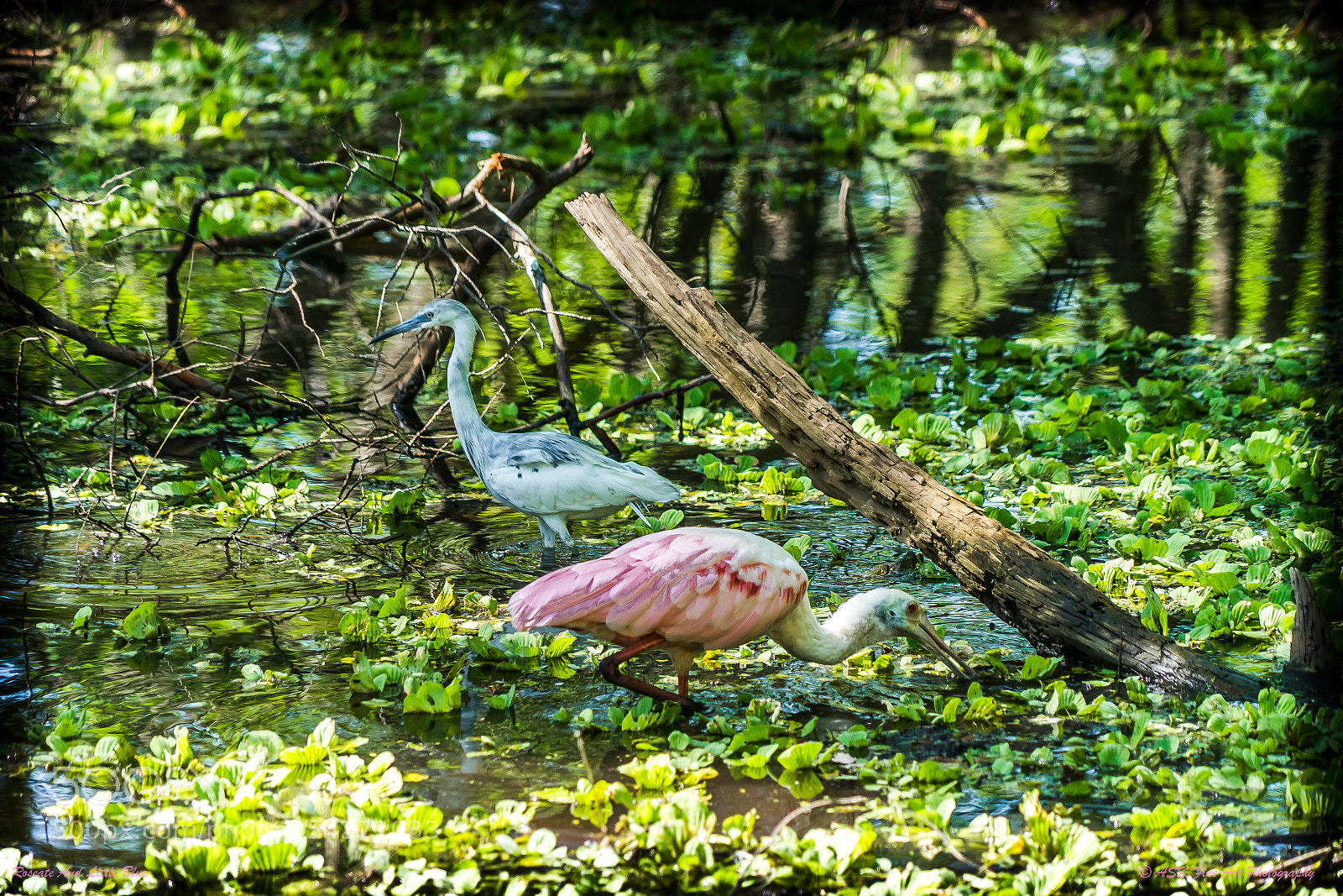 Sony a7 sample photo. Roseate and little blue photography