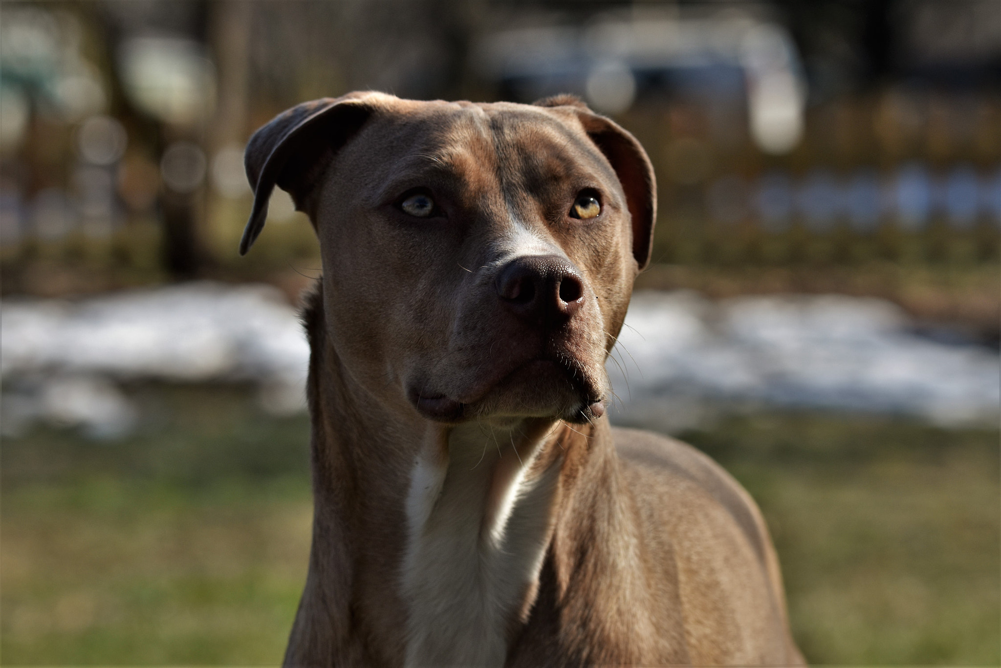 Sigma 150-600mm F5-6.3 DG OS HSM | C sample photo. Chomper photography