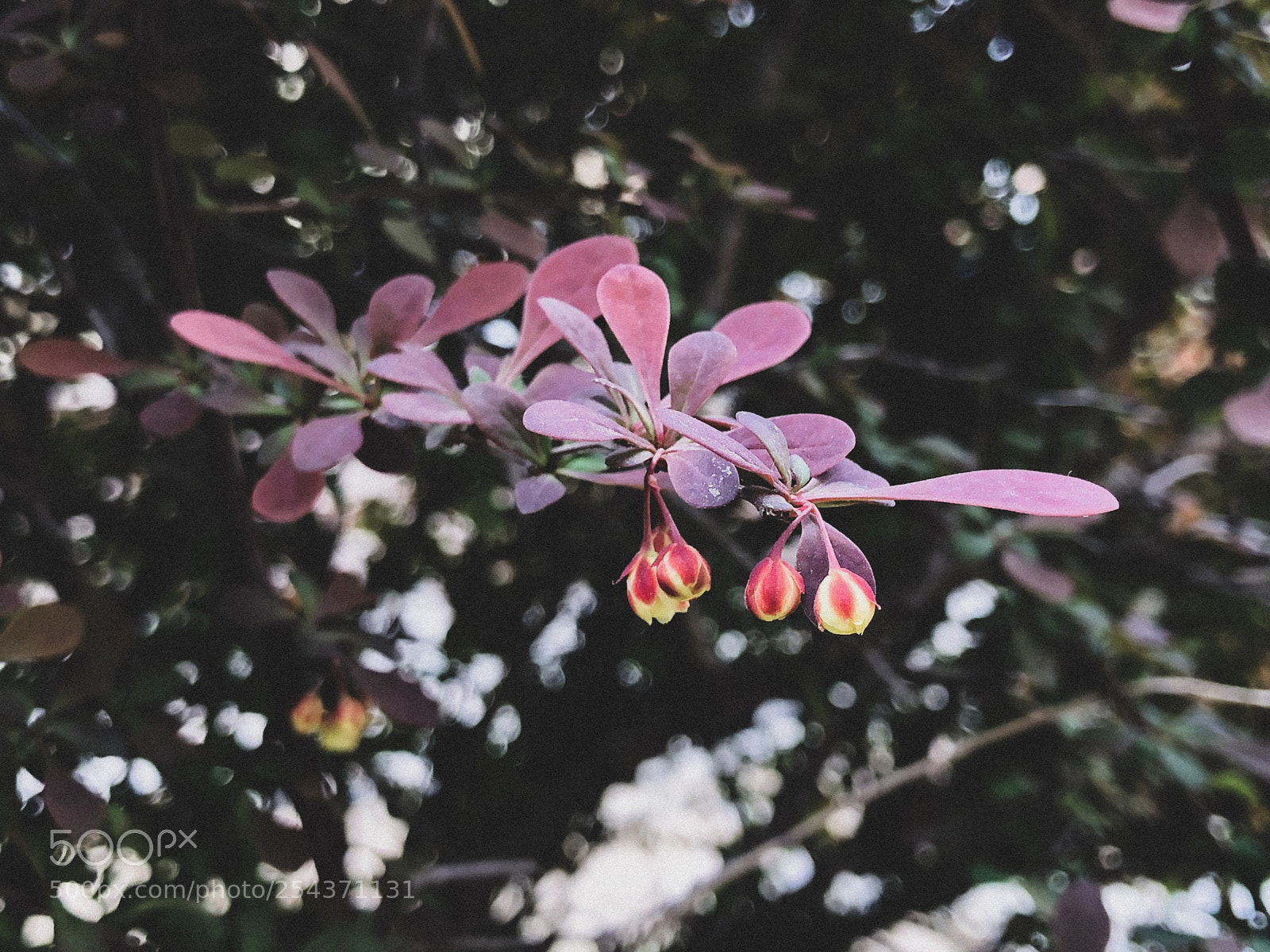 Apple iPhone X sample photo. Untitled photography