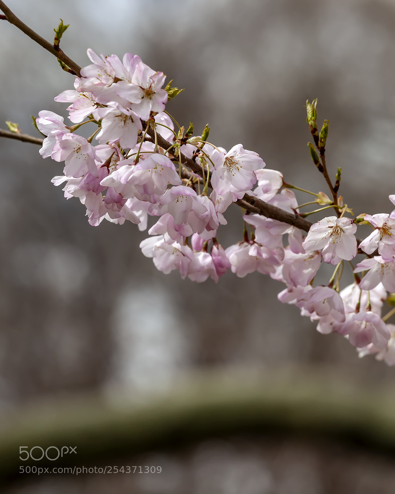Canon EOS 5D Mark II sample photo. Cherry blossoms photography