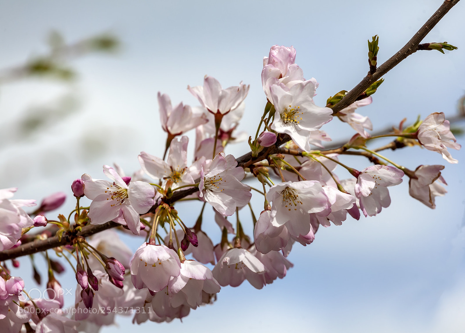 Canon EOS 5D Mark II sample photo. Cherry blossoms photography
