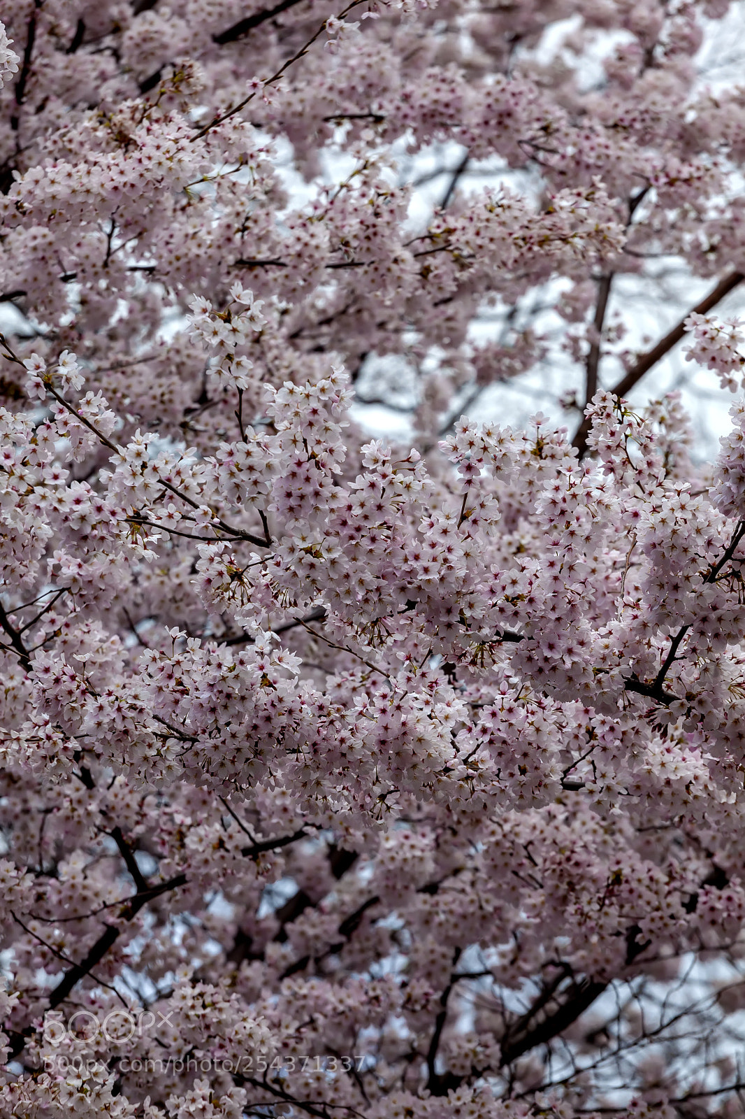 Canon EOS 5D Mark II sample photo. Cherry blossoms photography