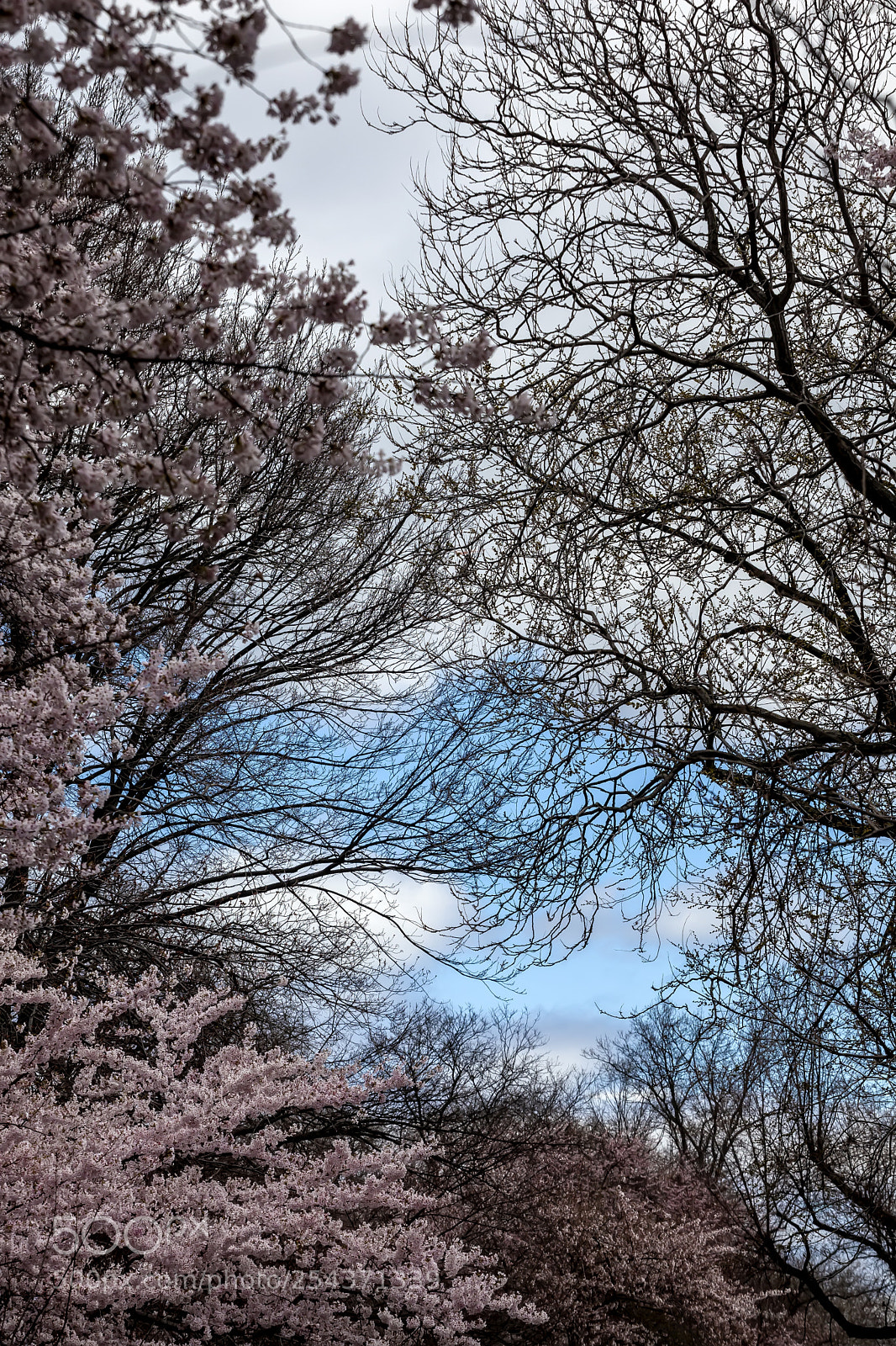 Canon EOS 5D Mark II sample photo. Cherry blossoms photography
